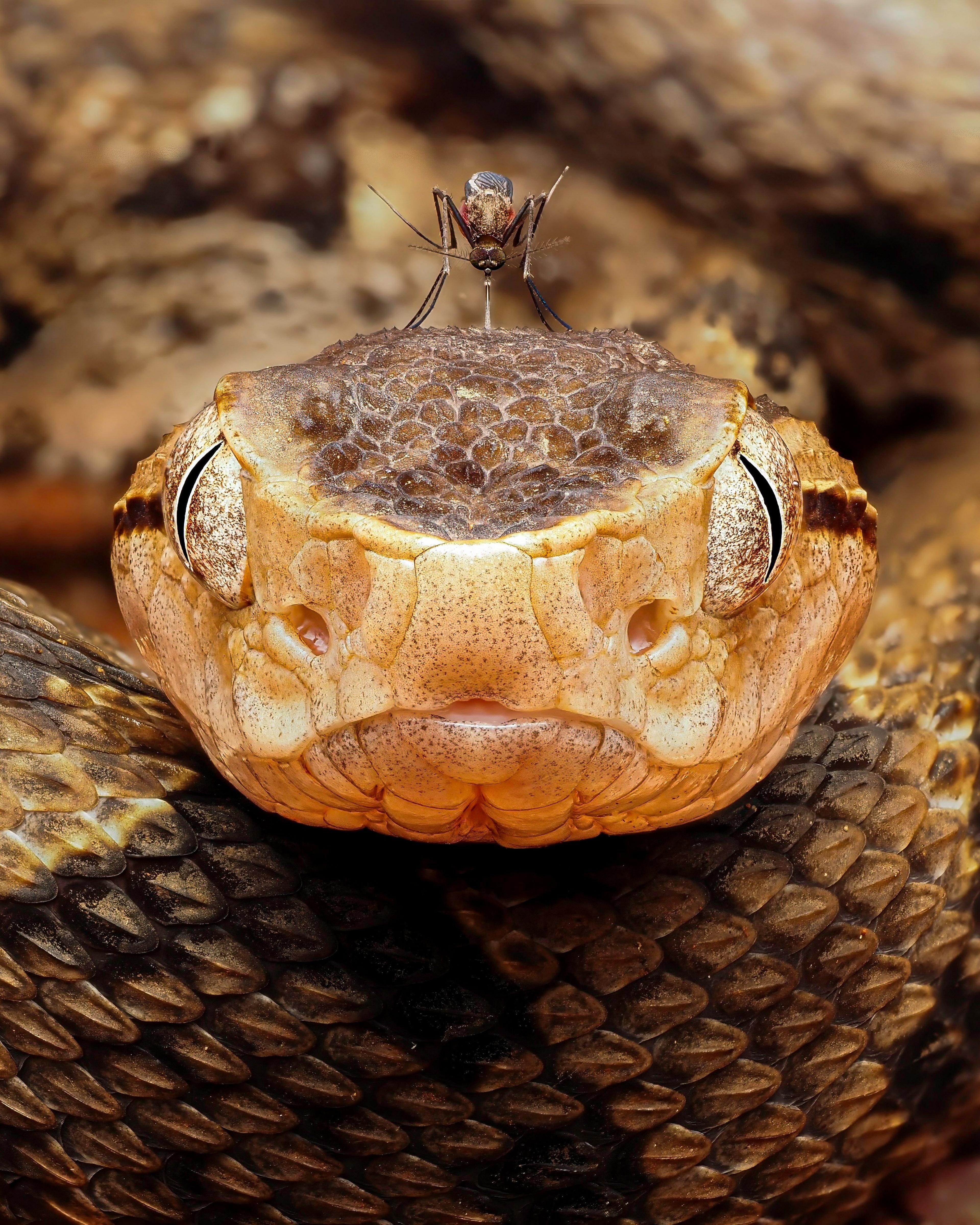 A close-up photograph of a fer-de-lance viper facing directly towards the camera. Its broad head, pale tan facial markings and textured scales are clearly visible, with a small mosquito perched on top of its head. The snake’s patterned body fills the lower part of the image, while the earthy background is softly out of focus.