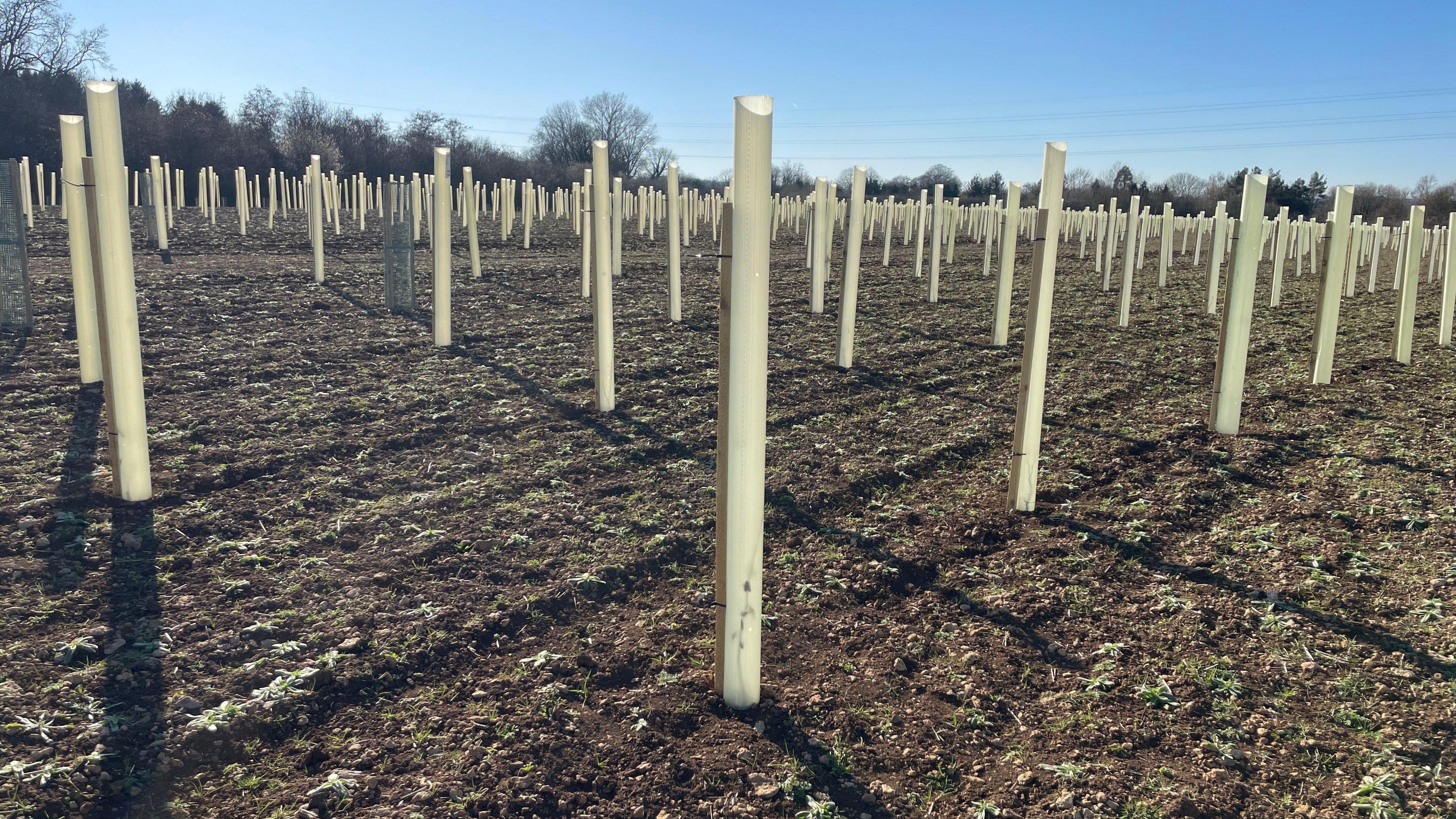 Rows of newly planted saplings, covered with plastic guards, stand in a field, casting long shadows across the land.