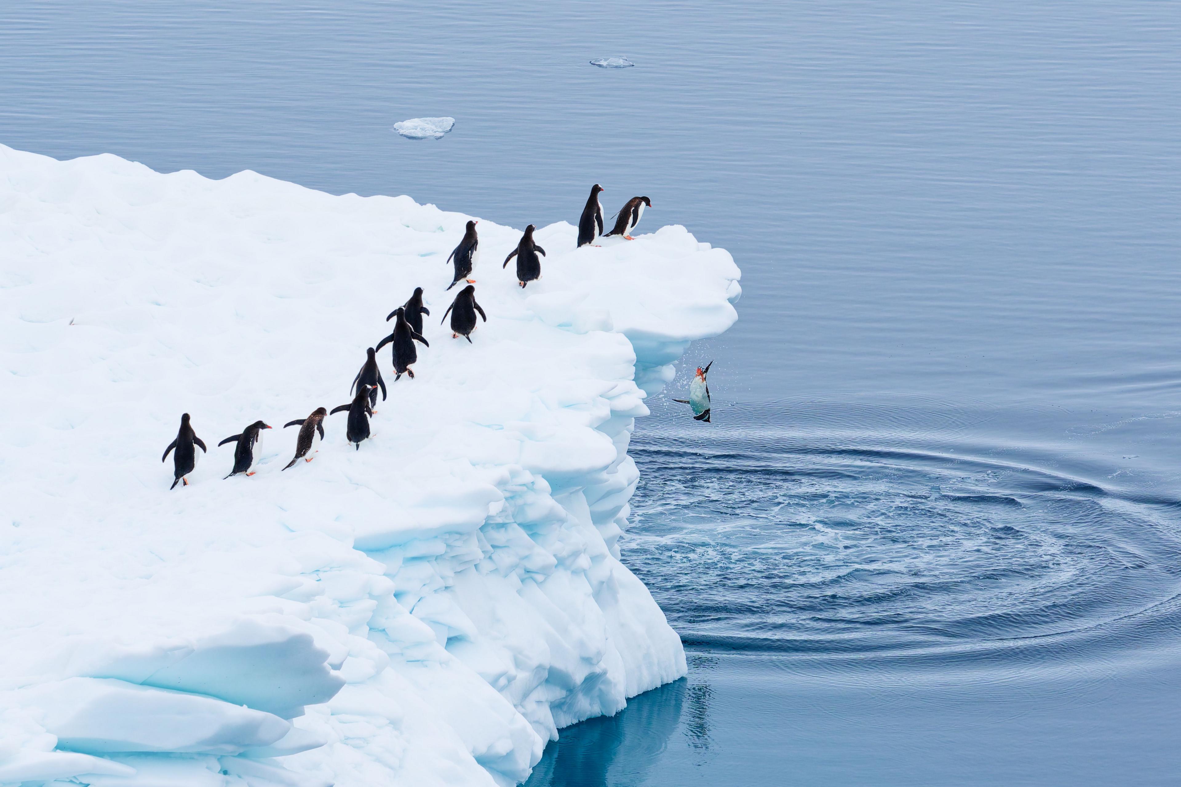 Gentoo penguins jumping off an iceberg