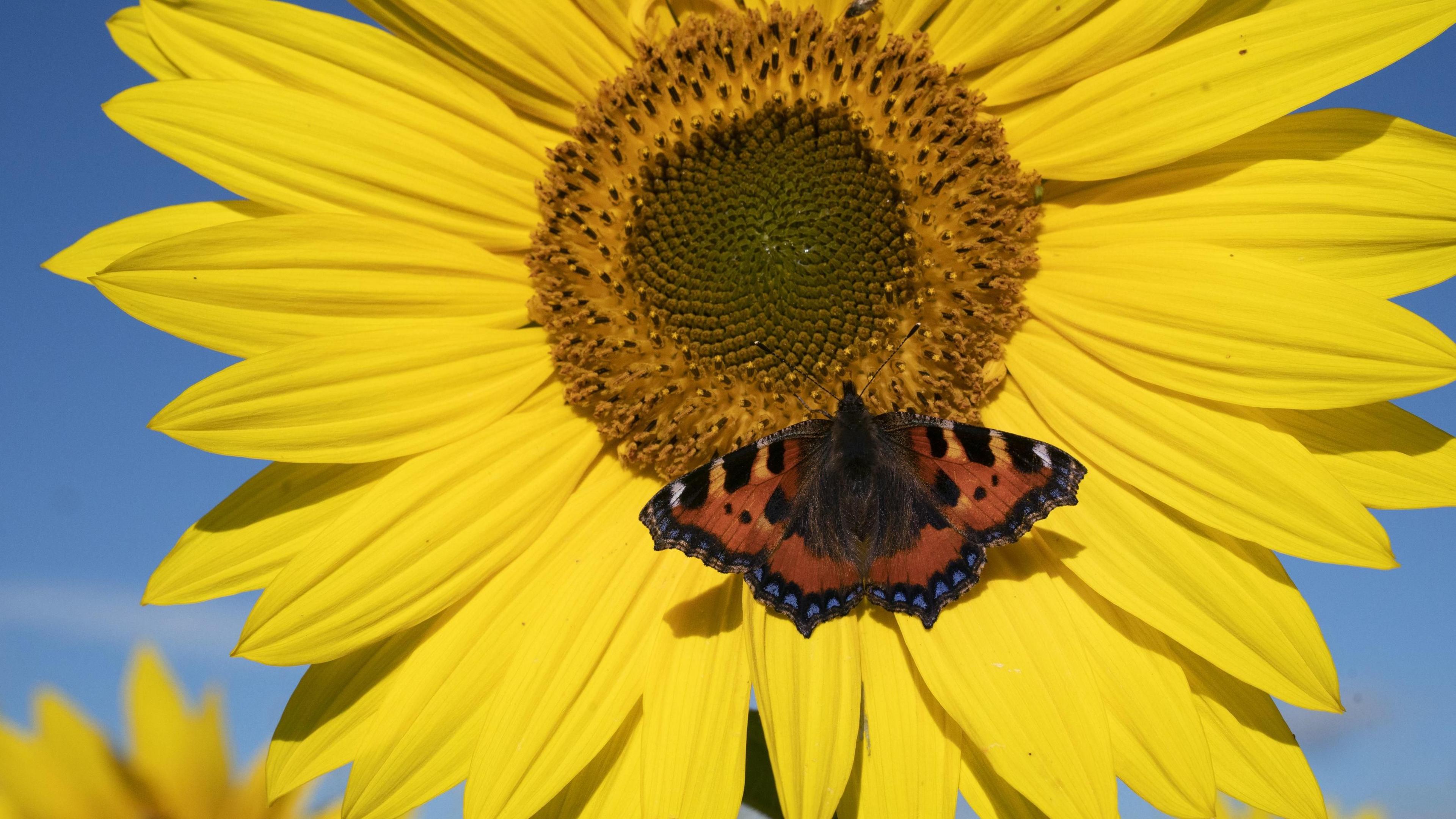  A Red Admiral butterfly settles on a sunflower. 