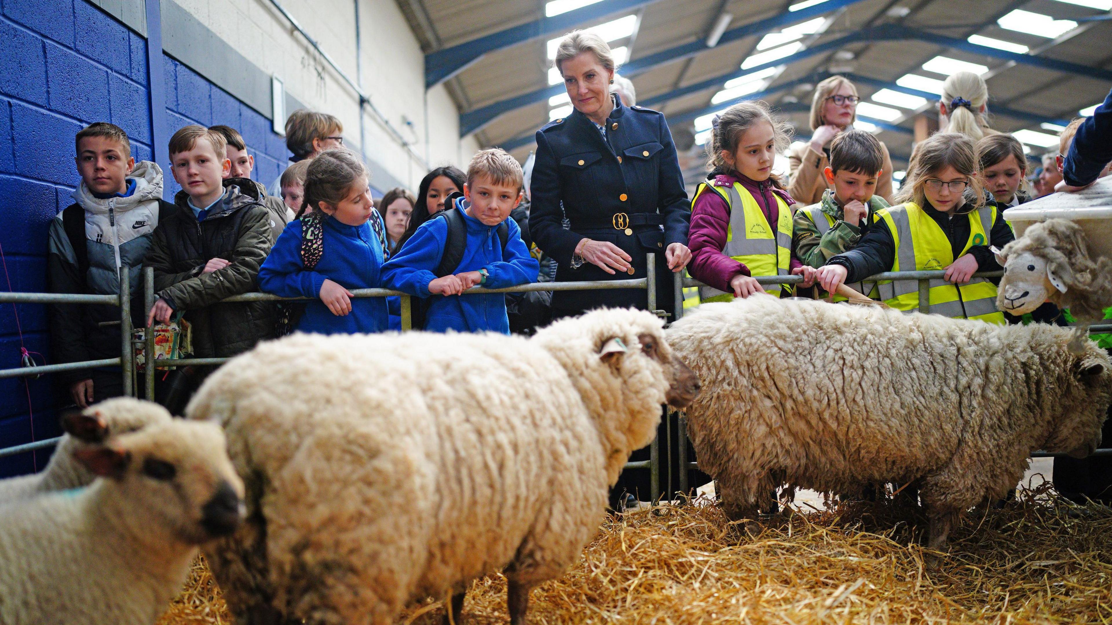 Duchess of Edinburgh stood with schoolchildren, behind of some sheep