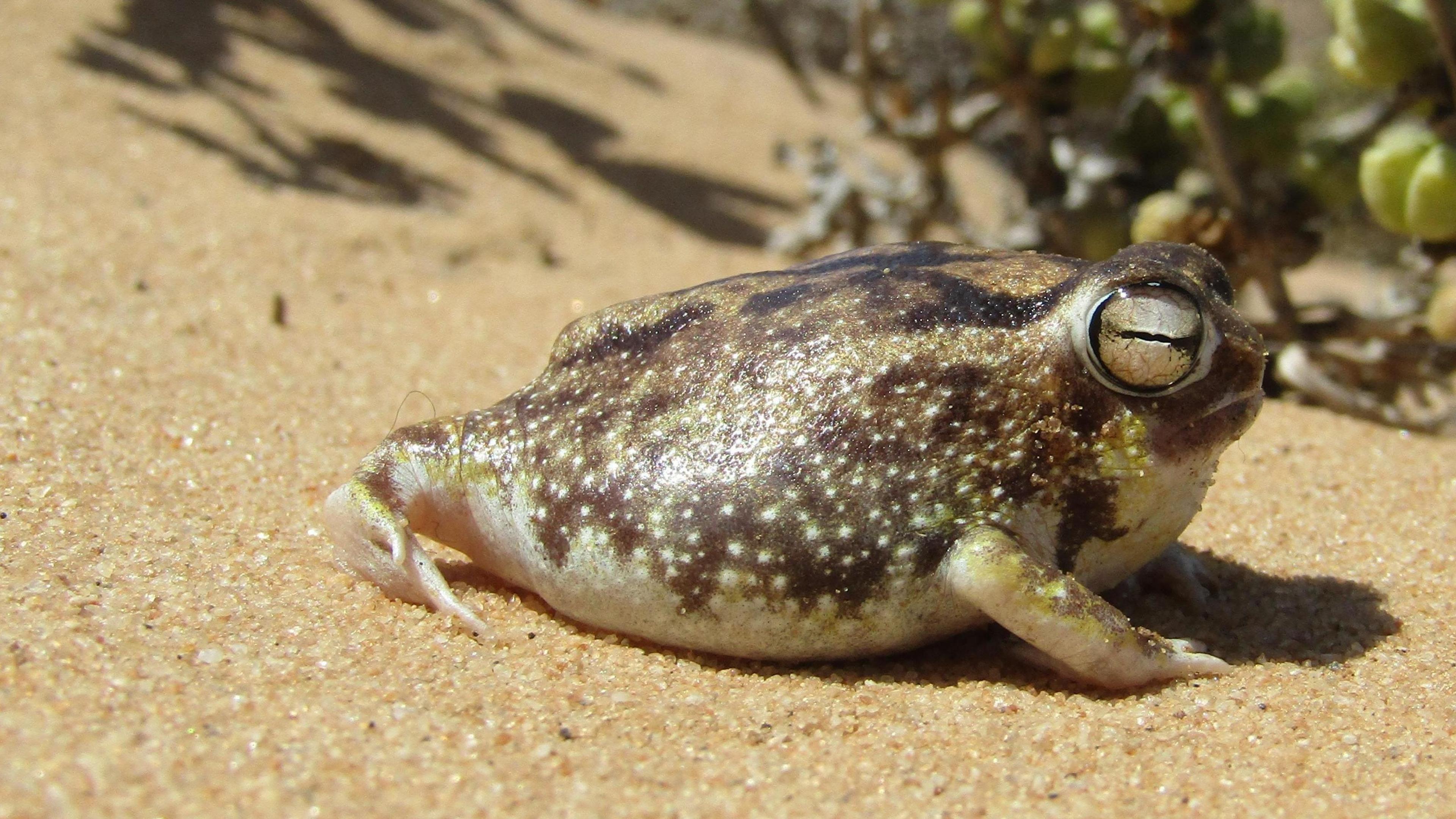A desert rain frog with mottled brown and cream colouring and prominent eyes rests on a sand dune surrounded by sparse desert plants.