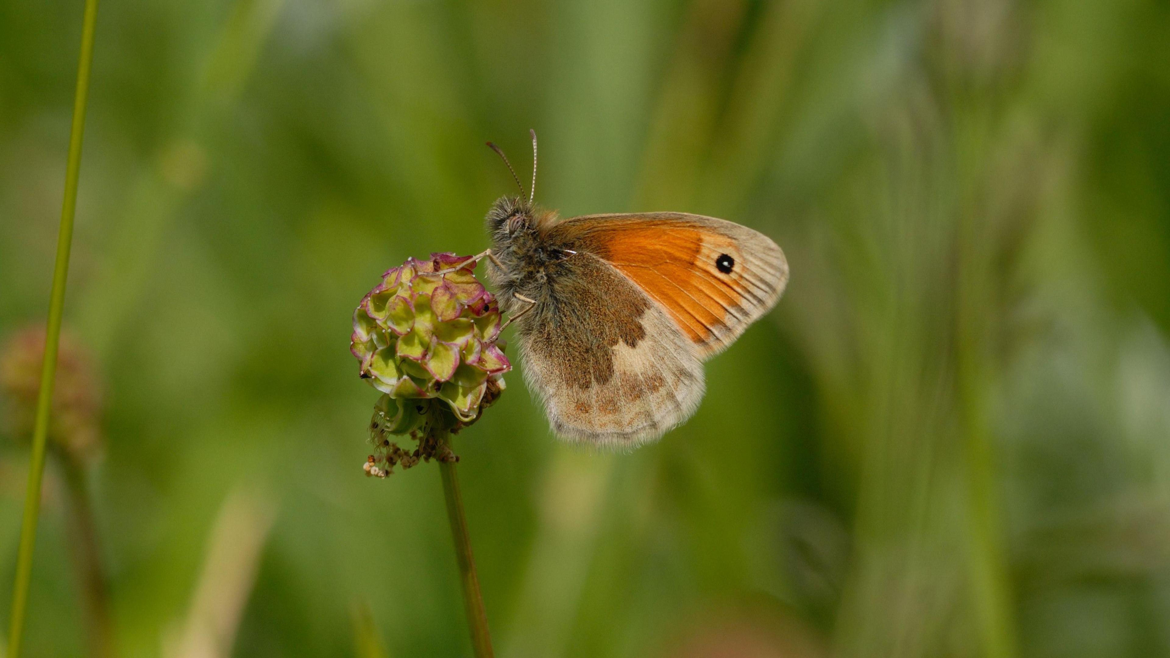 A small heath butterfly on a flower stem. It is brown and orange and has a black eyelet spot on the top of its wing.