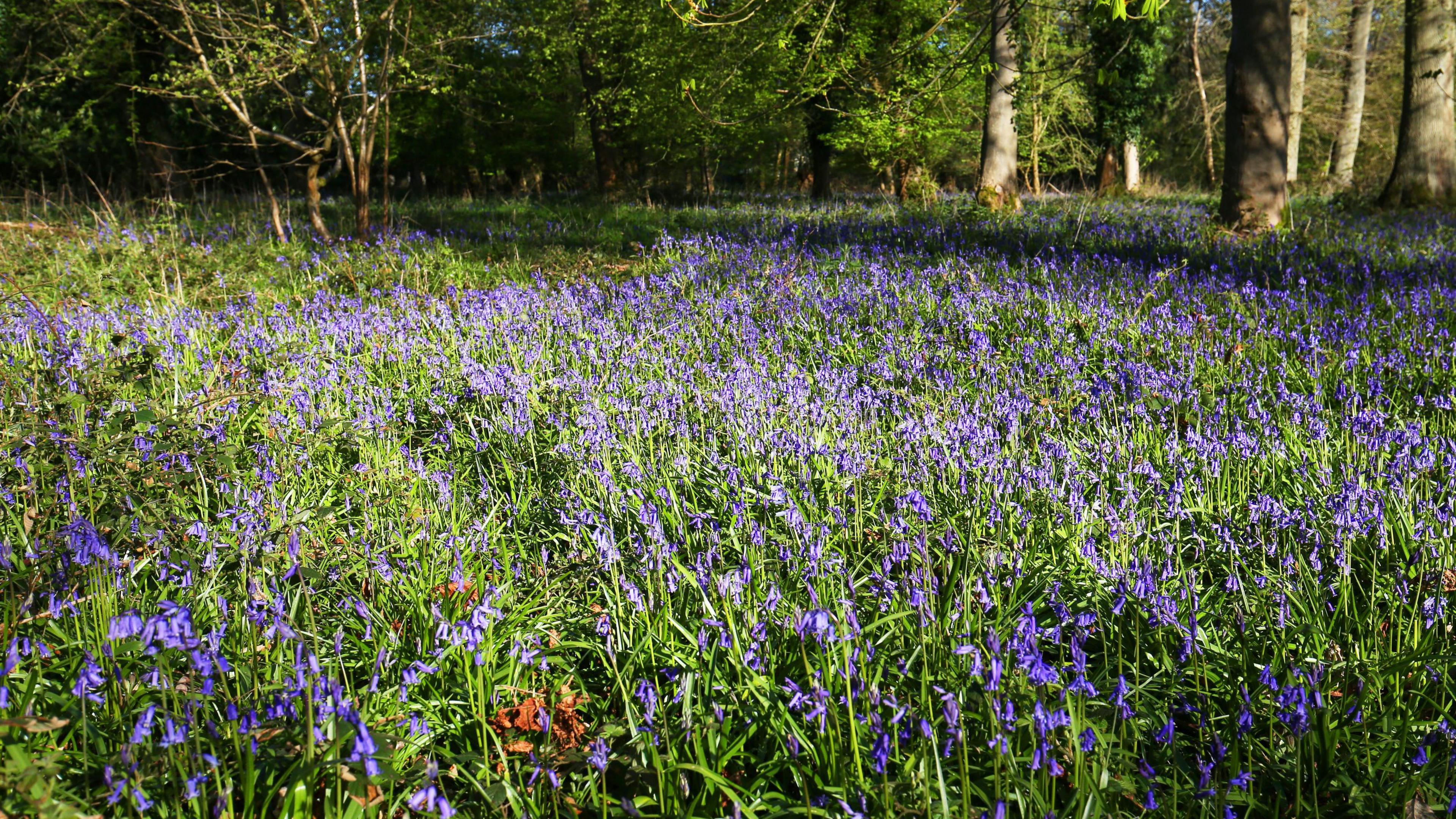 Photo of bluebells on the woodland floor. The plants have a long green stem and a blue to purple flower head.