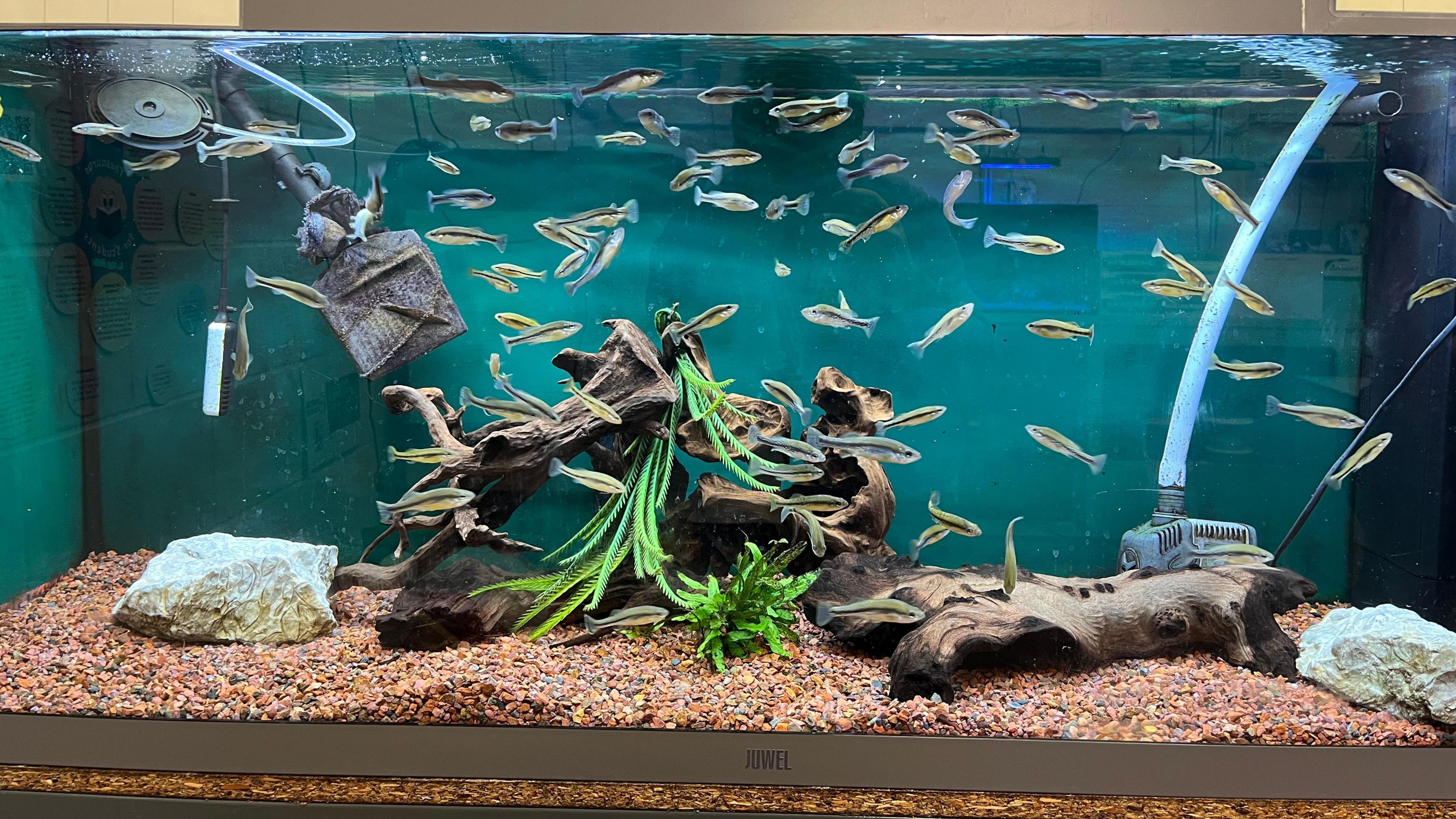 A fish tank filled with several colourful fishes.