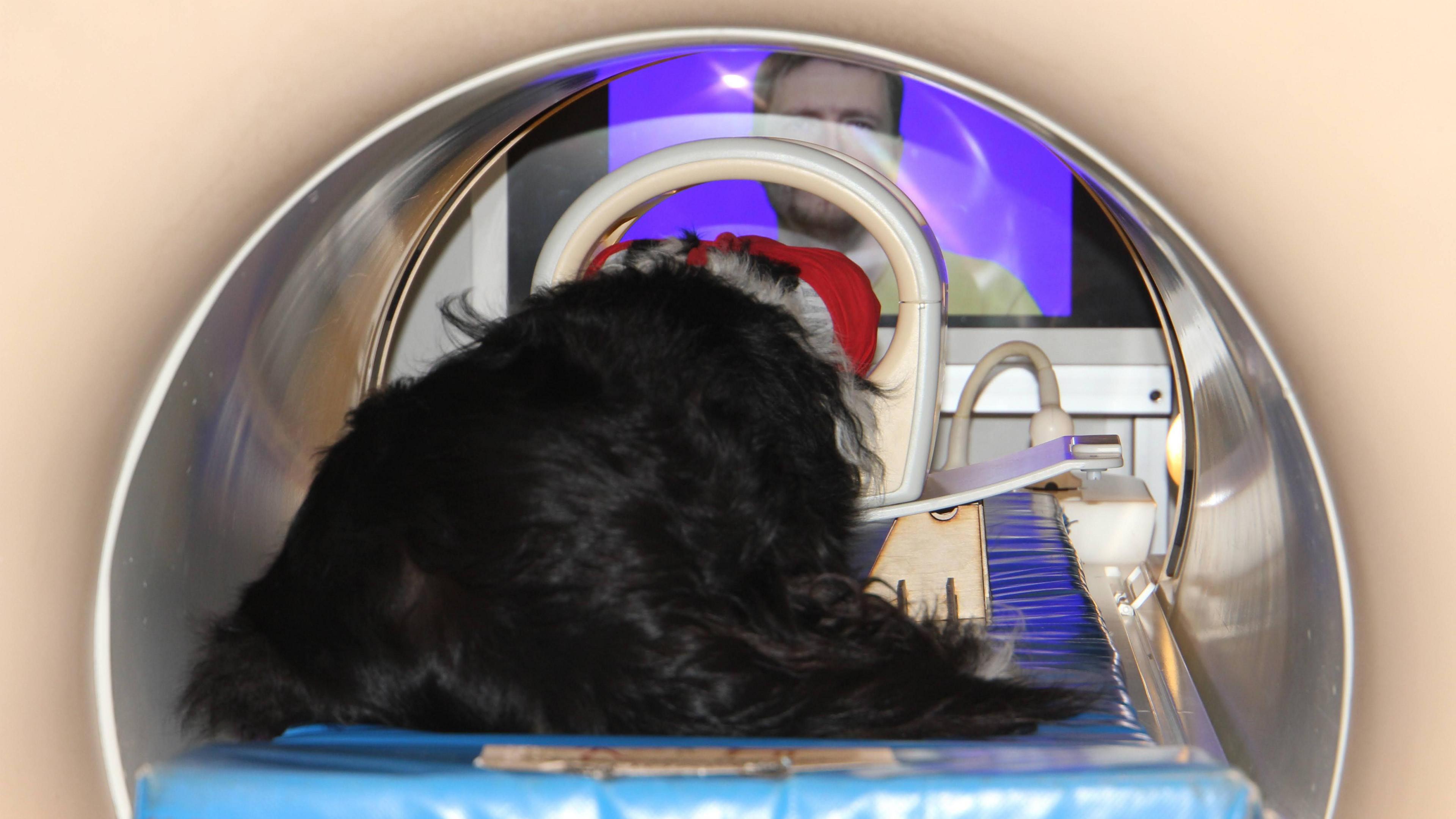 The image shows a dog - from behind - inside the cylinder of a medical MRI scanner. You can see that in front of the dog, there is a screen with an image of a man's face. 