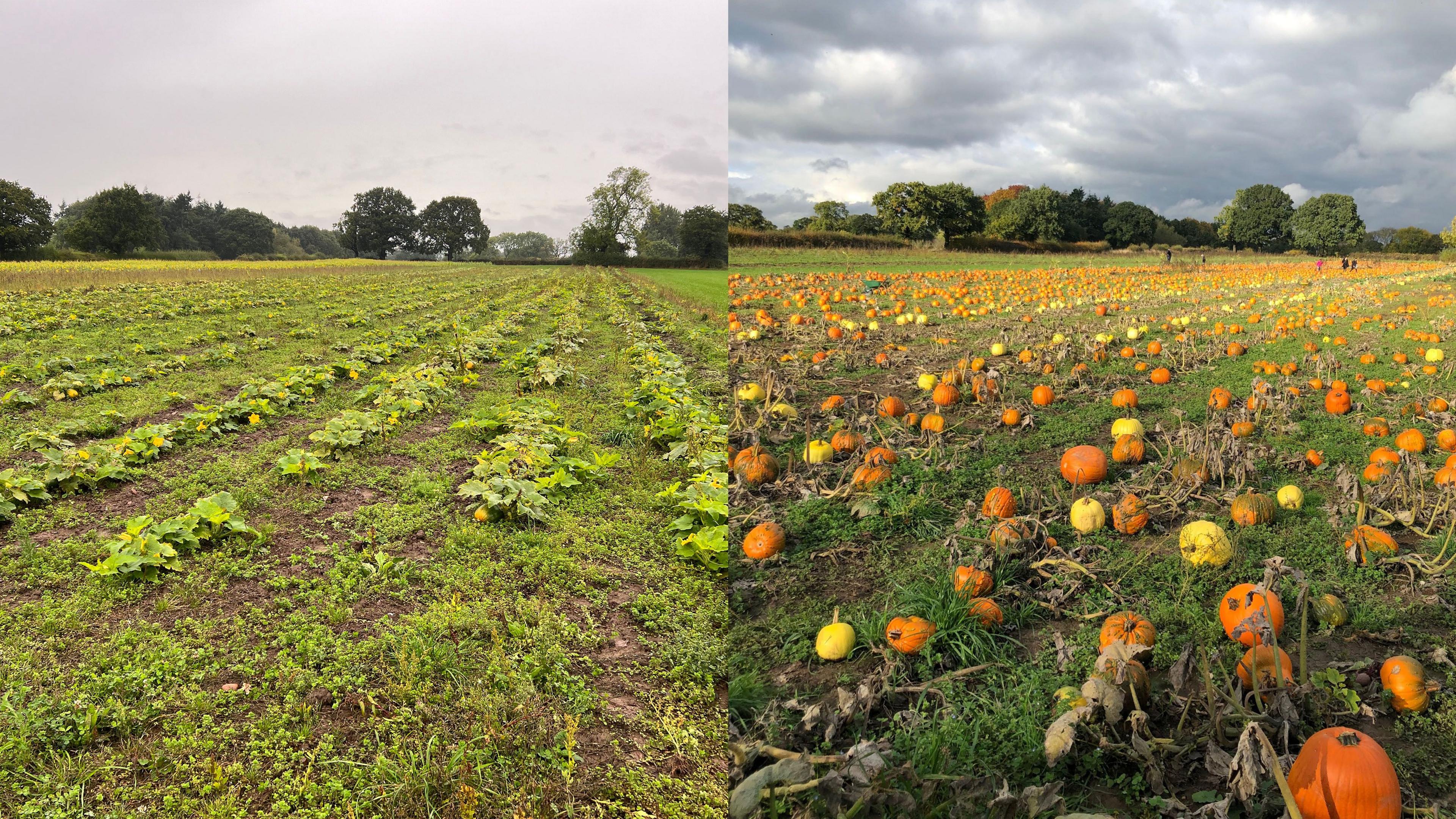 Two images shown side by side of a pumpkin patch two years apart. The image on the left shows very few pumpkins, whereas the image on the right shows a field full of orange and yellow pumpkins