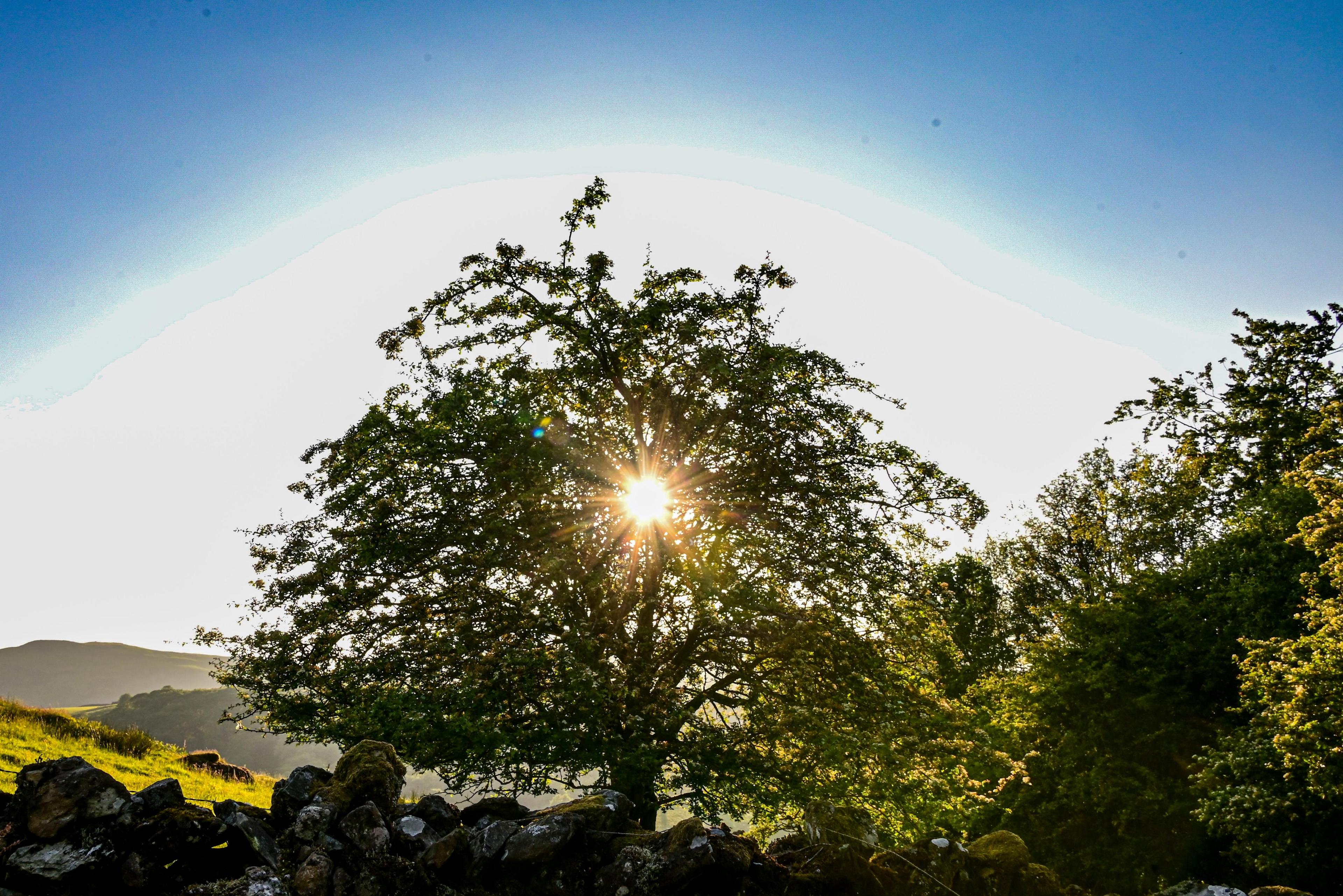 Sun seen through a tree