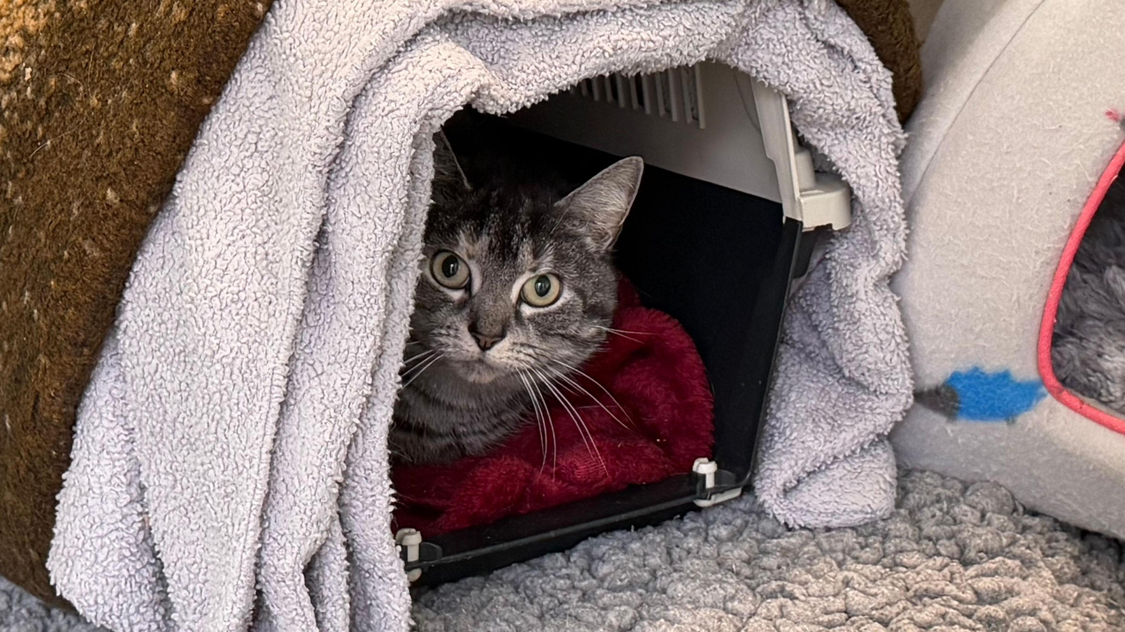 A grey tabby cat sitting on a red blanket inside a pet basket, with a light grey towel draped over the basket.