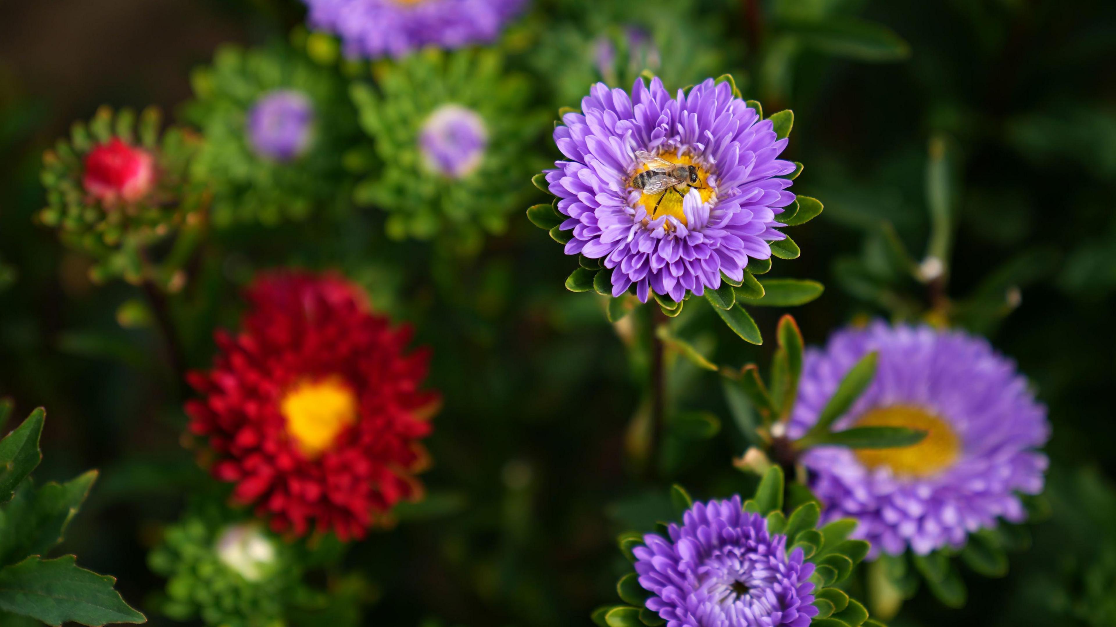 A close-up of a honey bee on a crop of asters in bloom. The flower the bee is on has purple petals and a yellow middle, with some of the same colour surrouding it as well as one with red petals and others which are in bud but have not flowered yet.