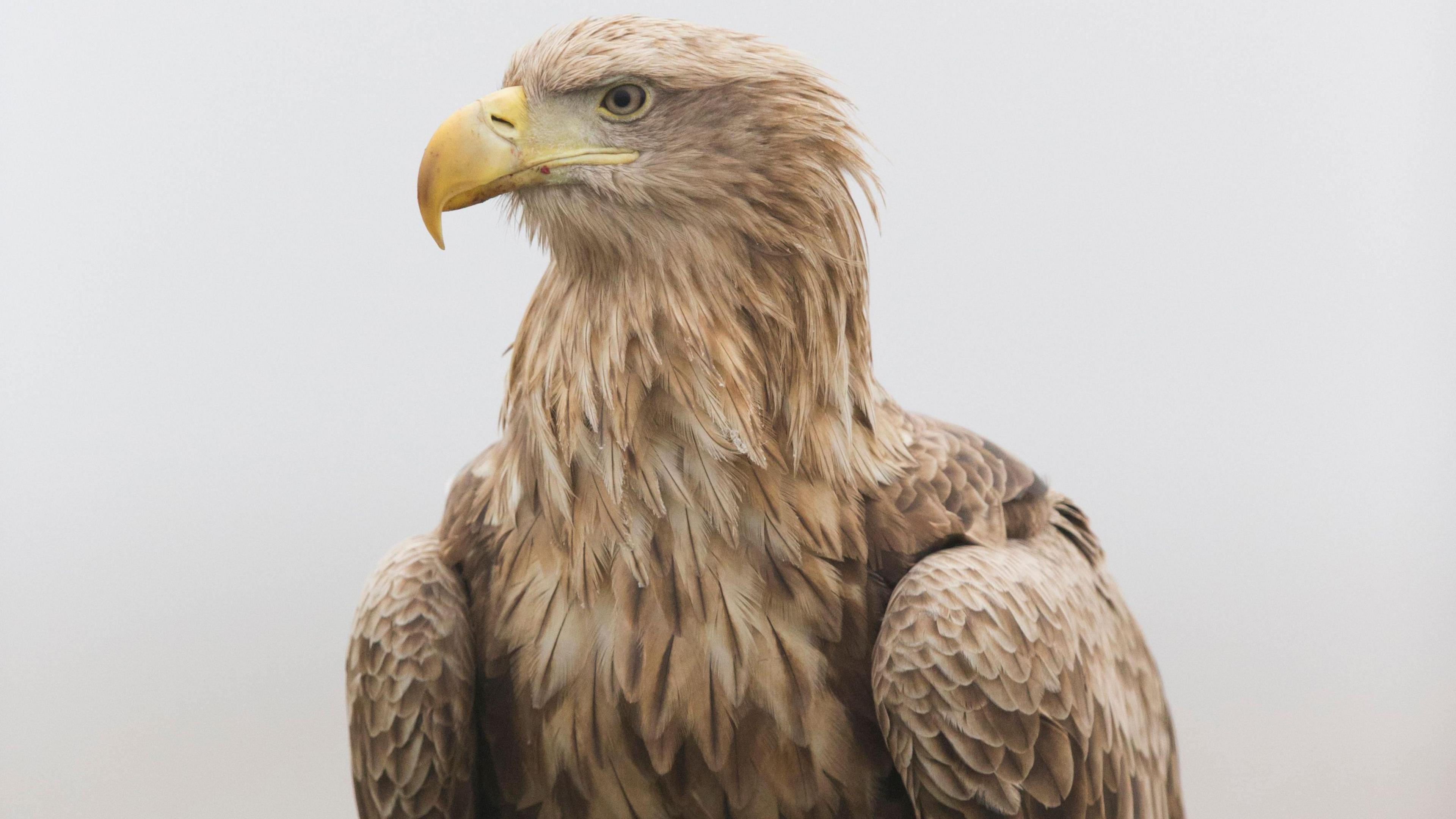 A white grey sky. 

The White-tailed Eagle is centre frame, looking to the left of the shot. It has brown eyes, a golden yellow beak and its mouth is shut. 

It has caramel coloured light brown feathers and broad shoulders and wings tucked under. 