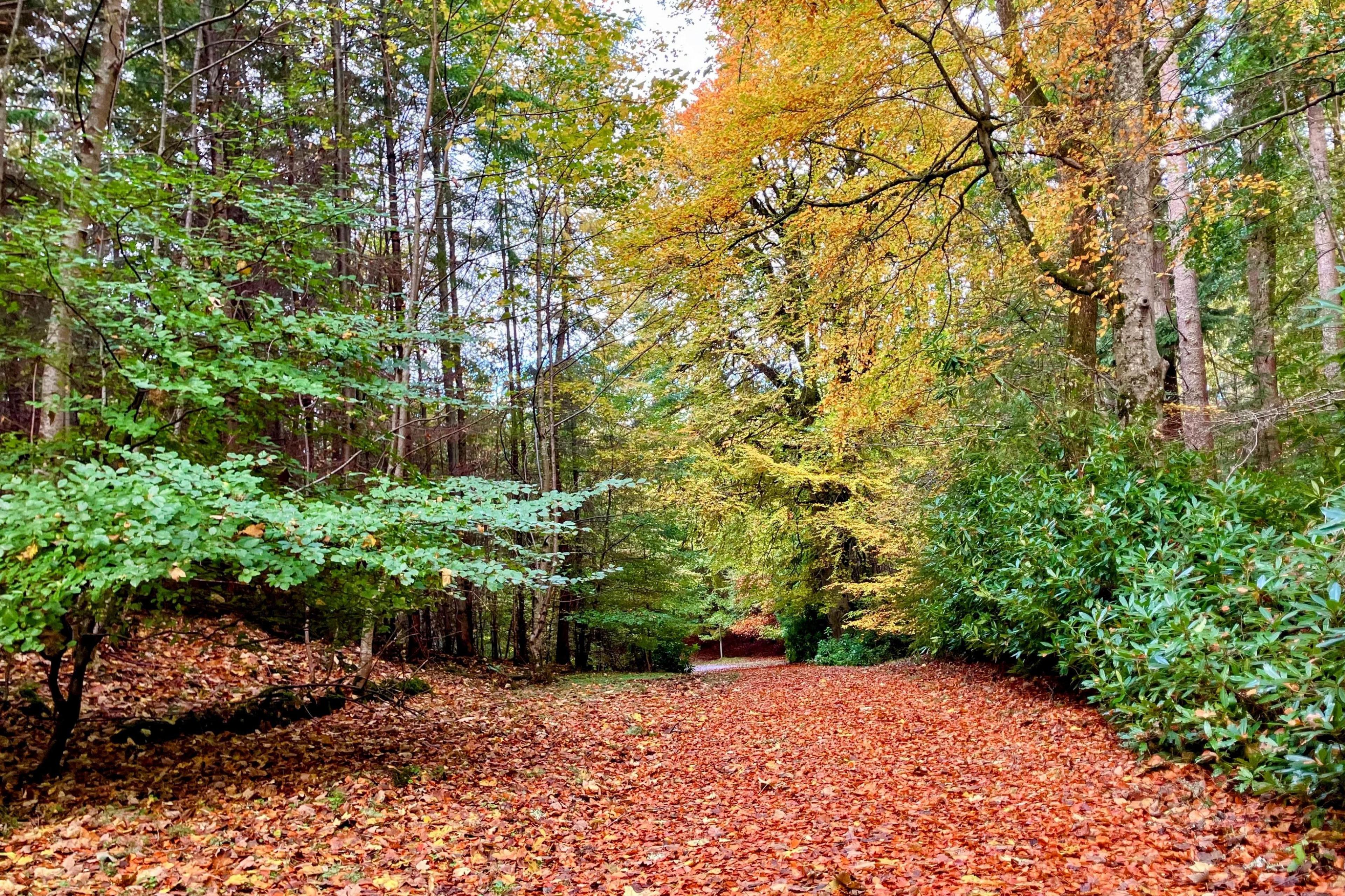 An area of woodland with tall trees in Inverness. The ground has a thick covering a red leaves.