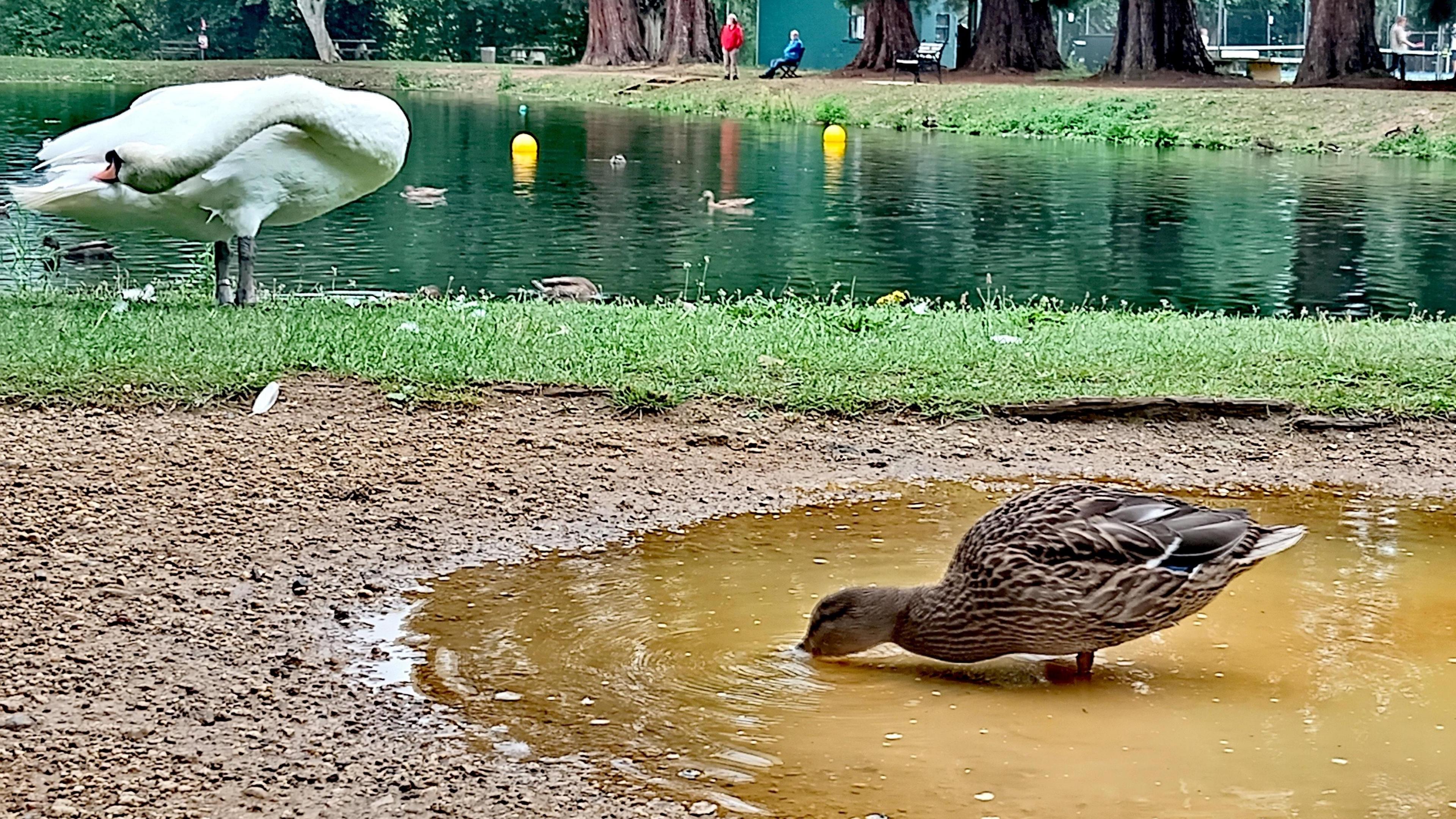 A duck drinks from a brown puddle on the river bank. Behind it is a swan preening itself with the river water behind it reflecting the trees in its surface. Two people can be seen on the opposite river bank in the background.
