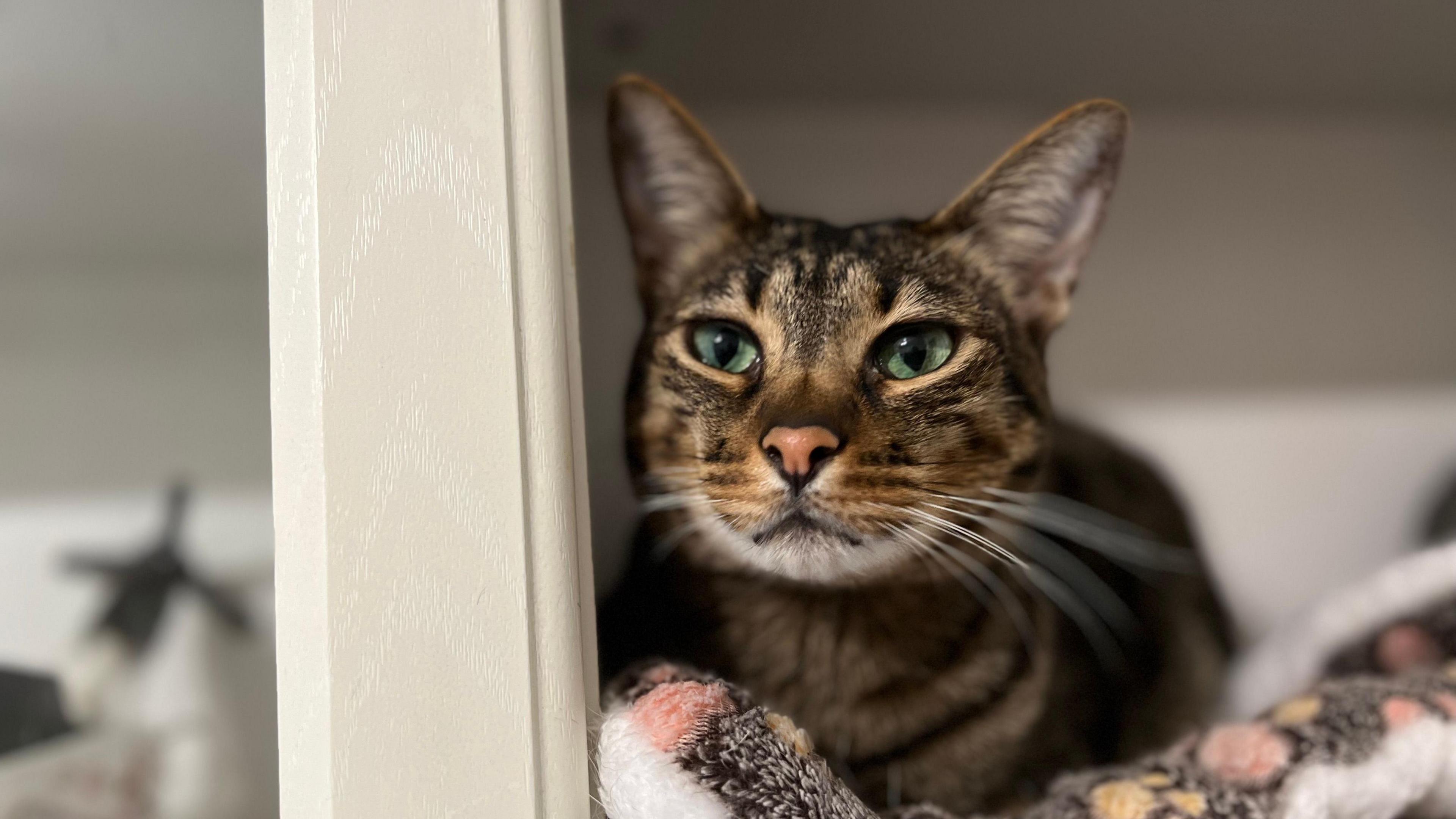 A brown cat with green eyes looking passed the camera. He's sat on a pink and black mat next to a white wooden frame.