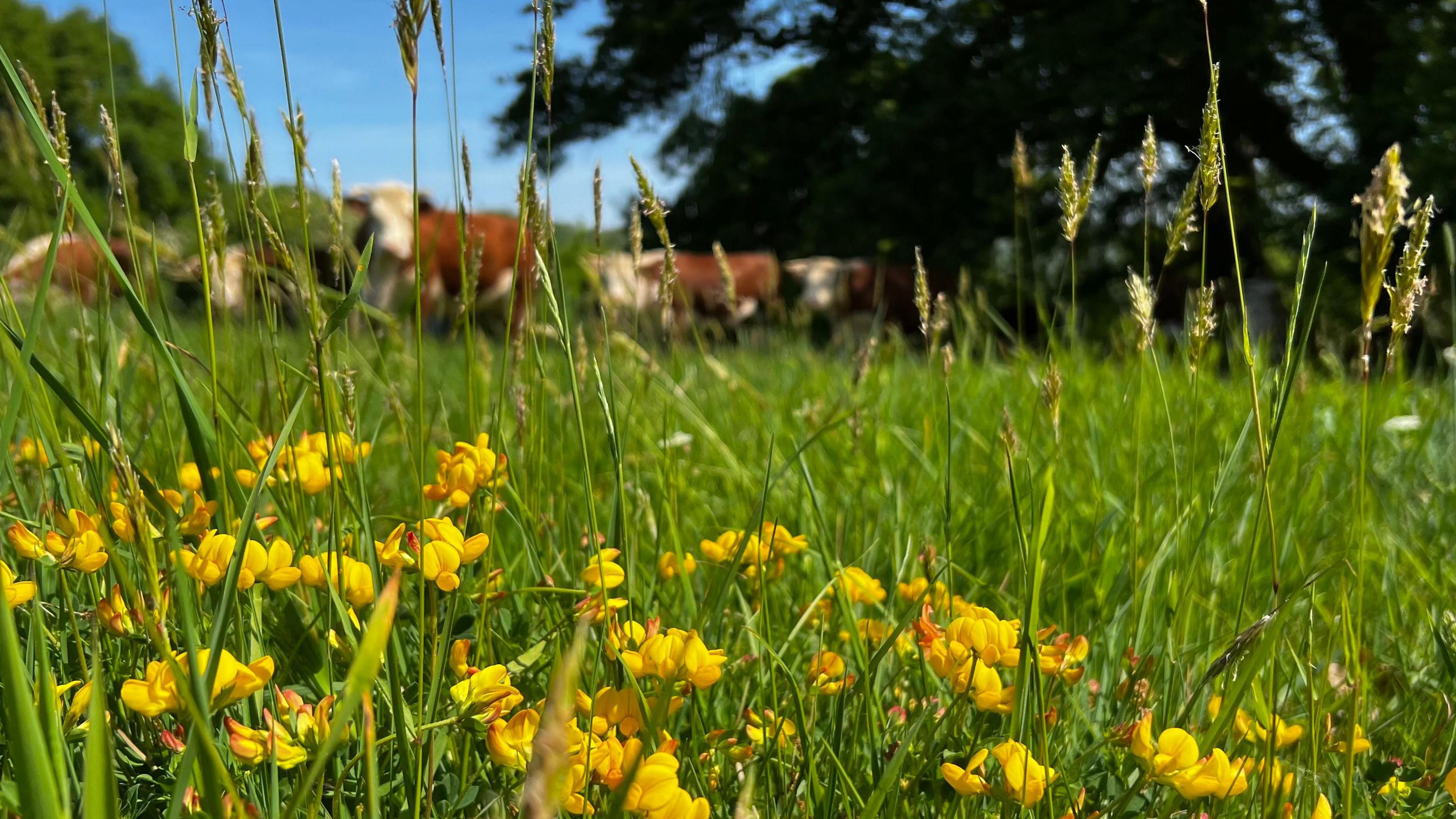 A close-in shot of yellow trefoil flowers growing among grassland near Bath