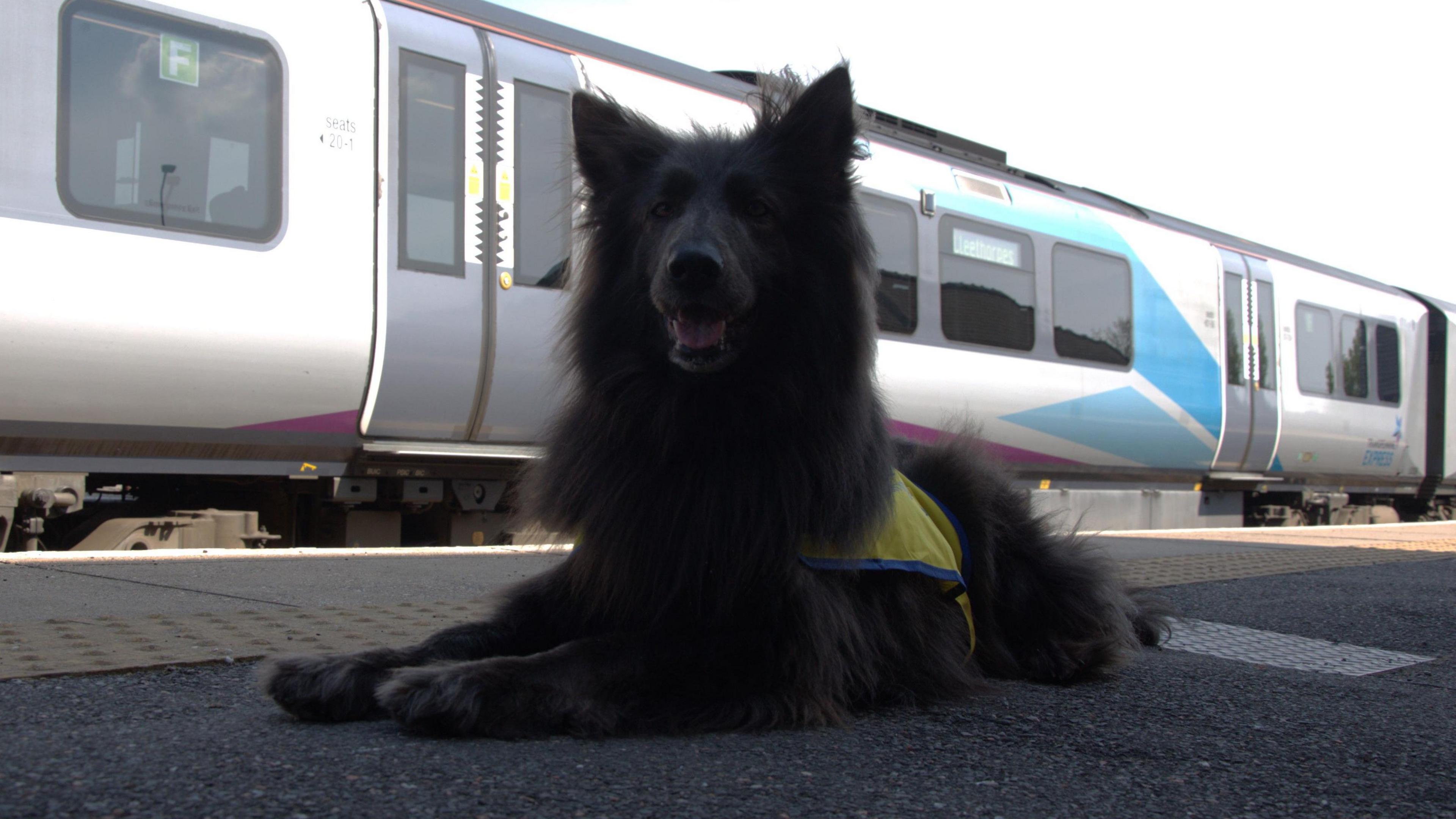 A black German Shepherd sat on a train platform. Behind her is a grey train with some blue and purple strips down the side of the carriage.