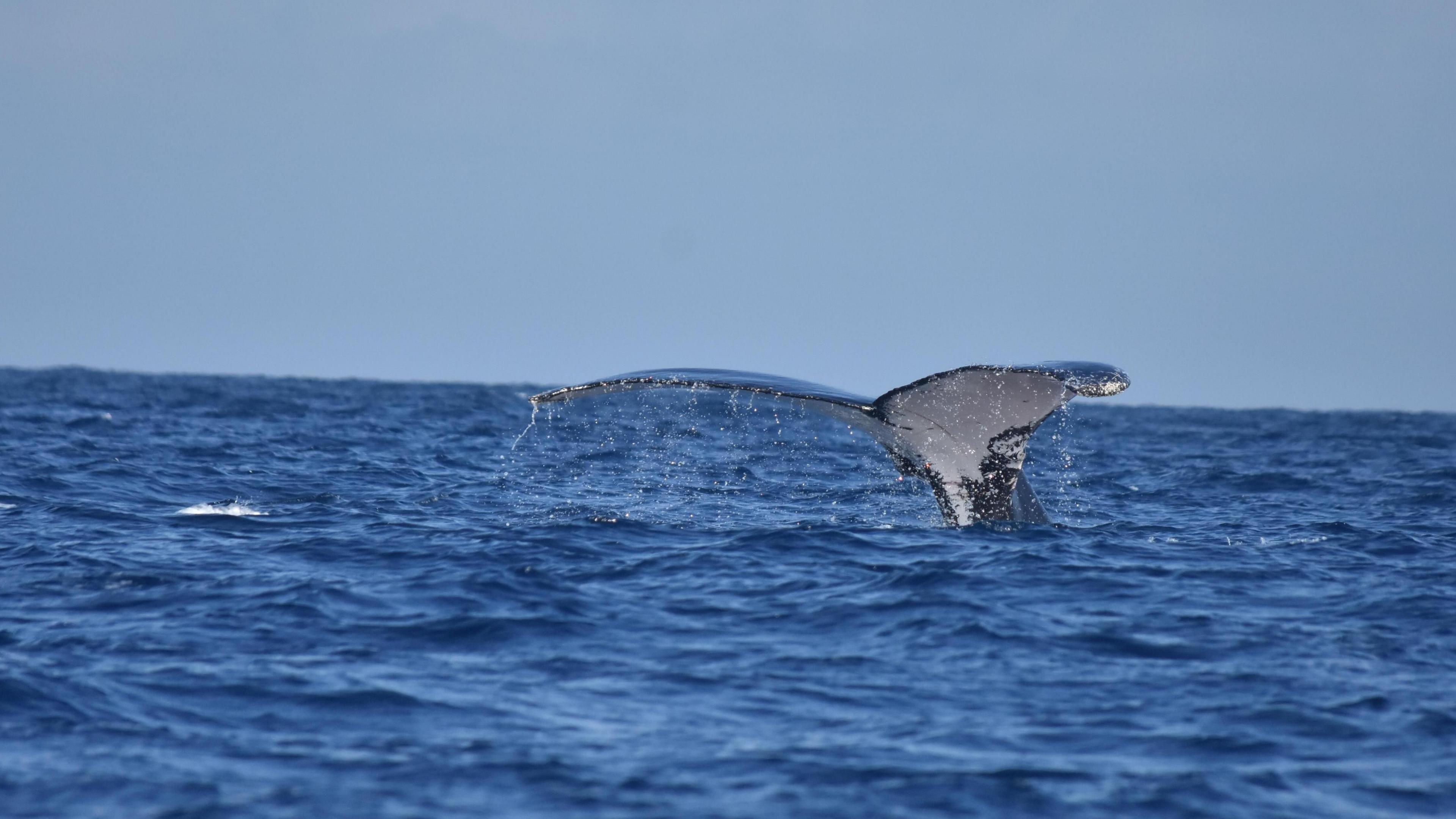 Tail fin of a humpback whale