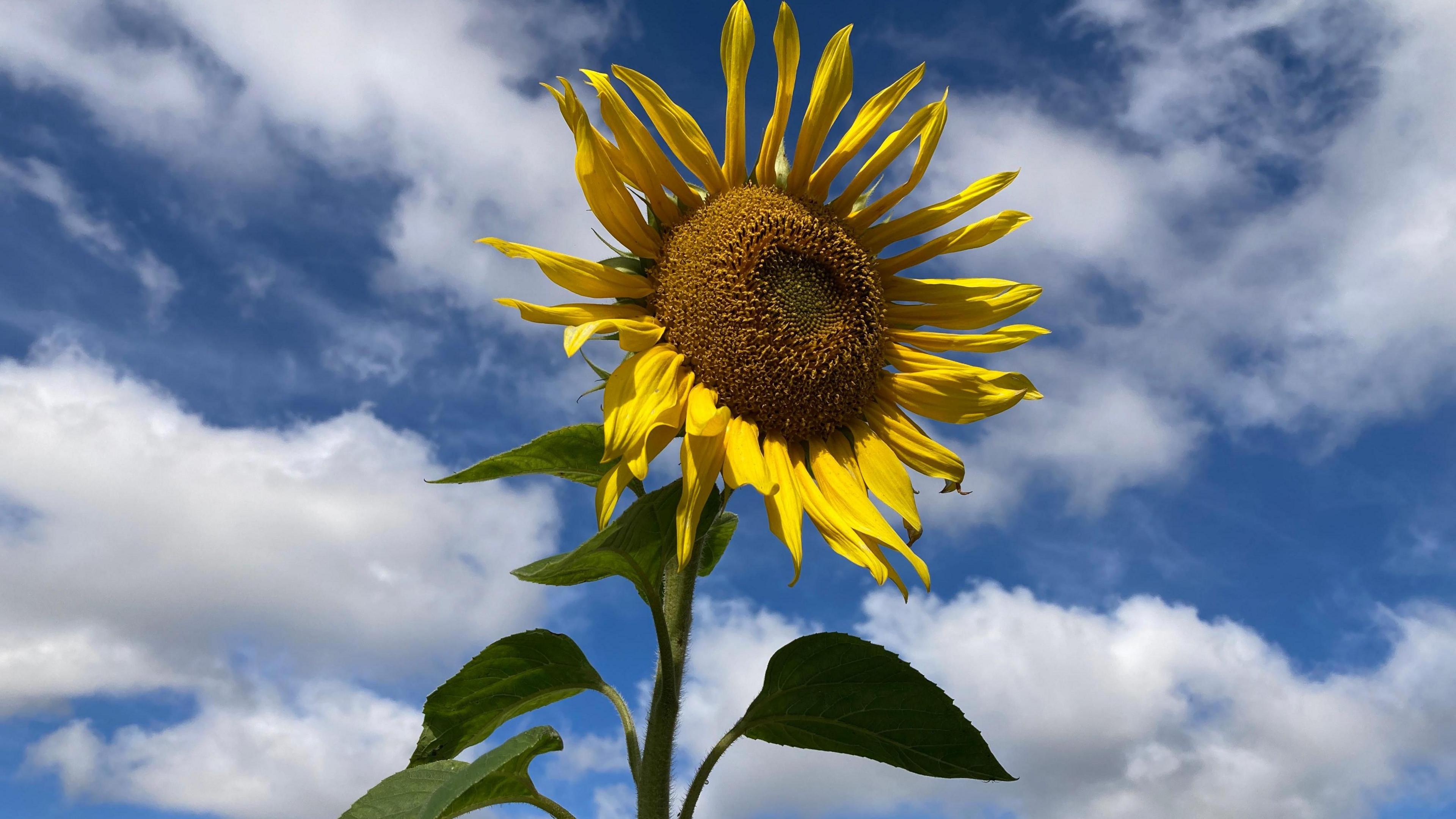 A sunflower against a blue sky with white clouds in Coventry