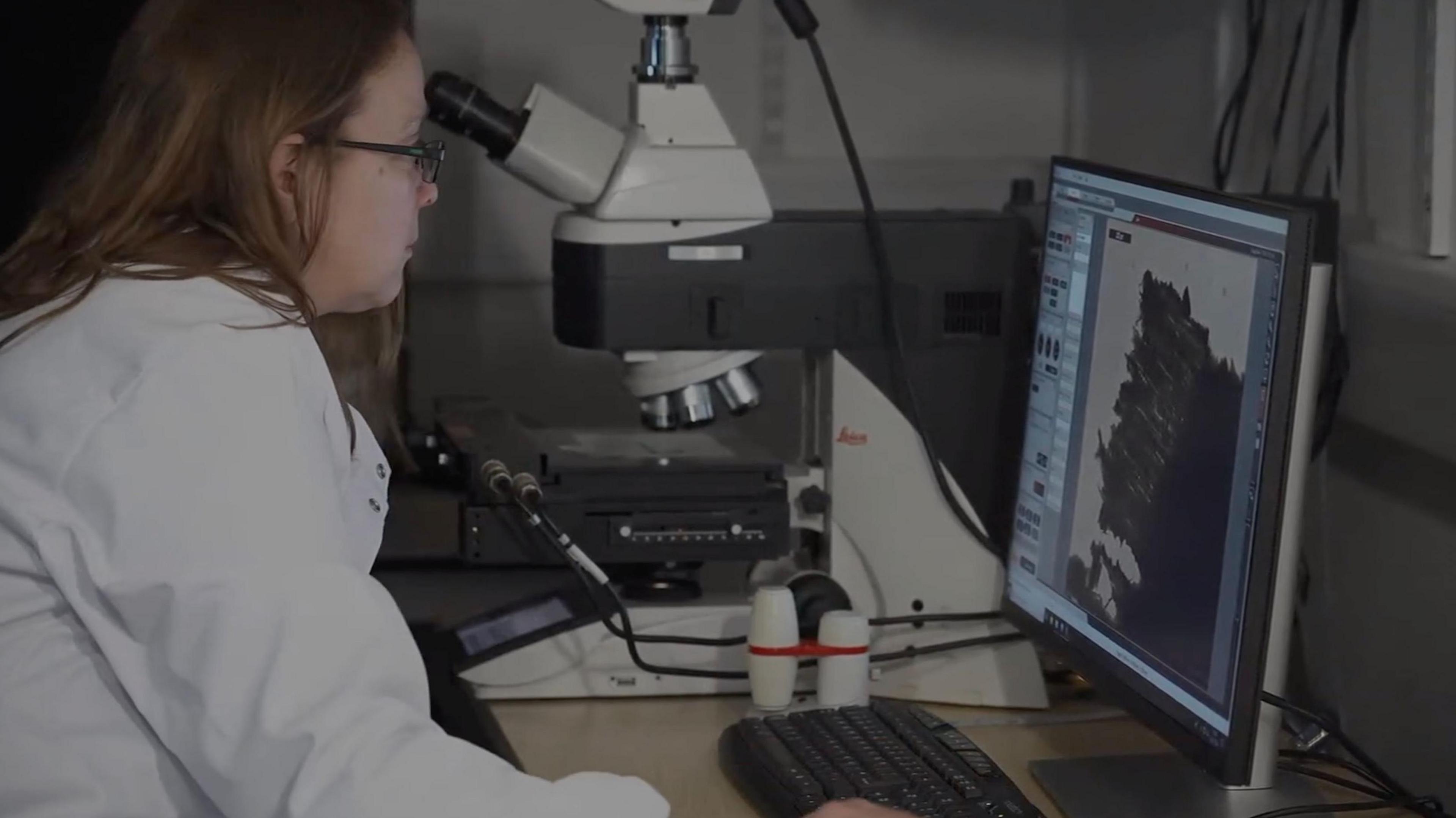 Scientist at testing centre assesses the wood as part of the BBC investigation 