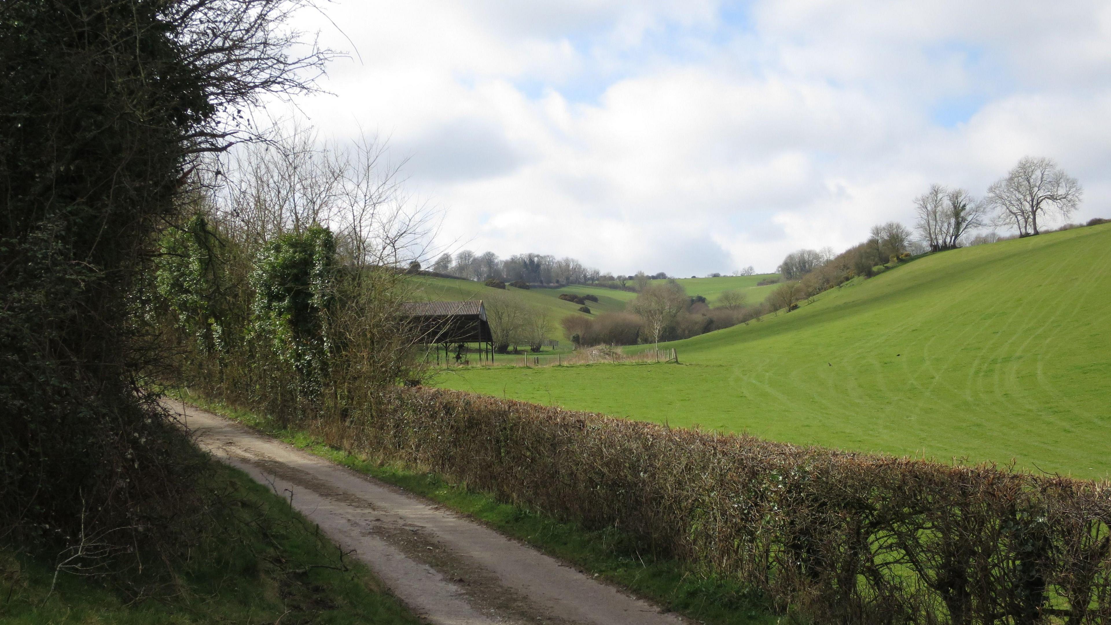 A country lane with thick vegetation on one side and a neat hedgerow on the other. Beyond the hedgerow is a grassy hill with a line of trees going up it.