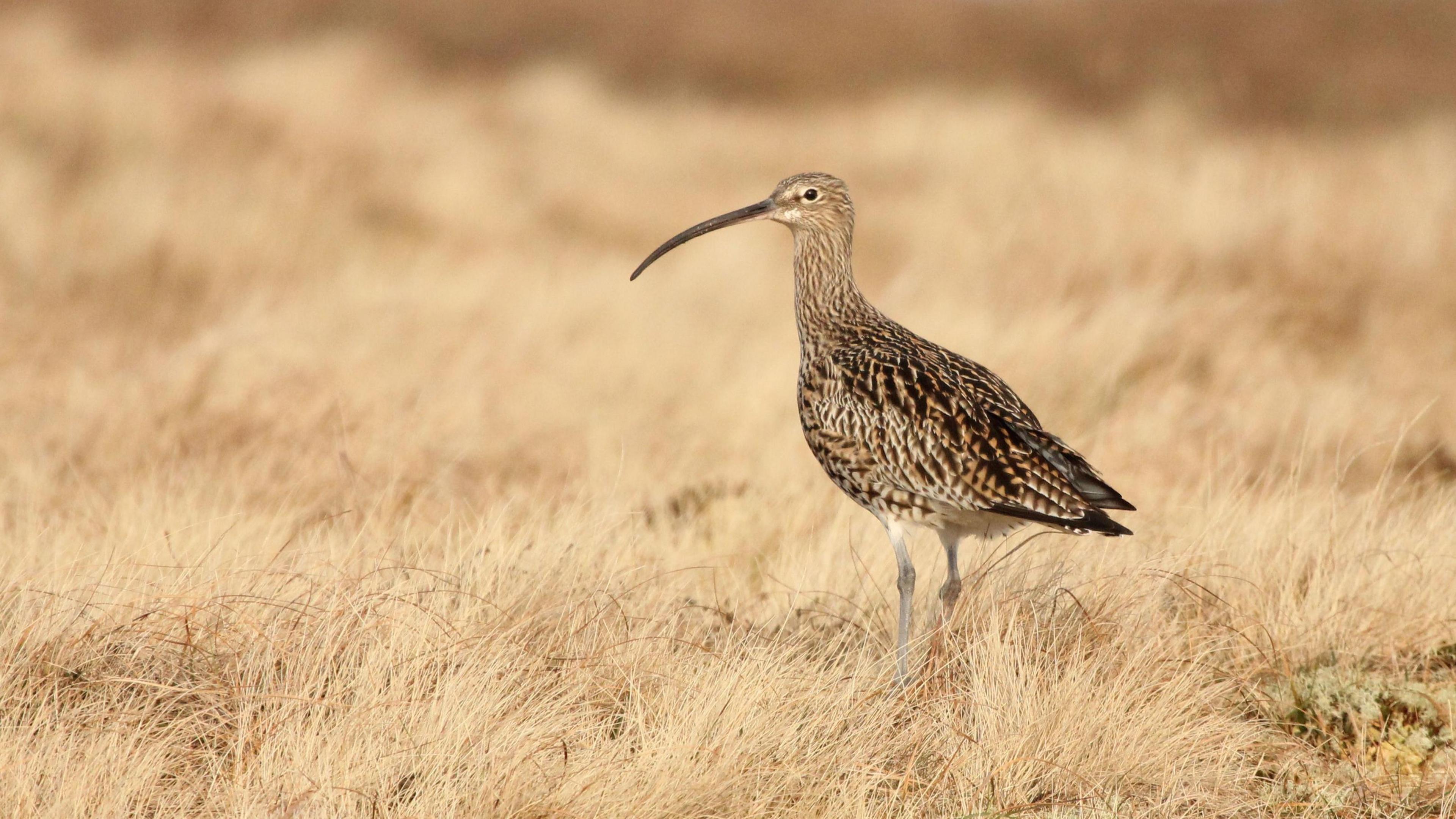 Curlew bird