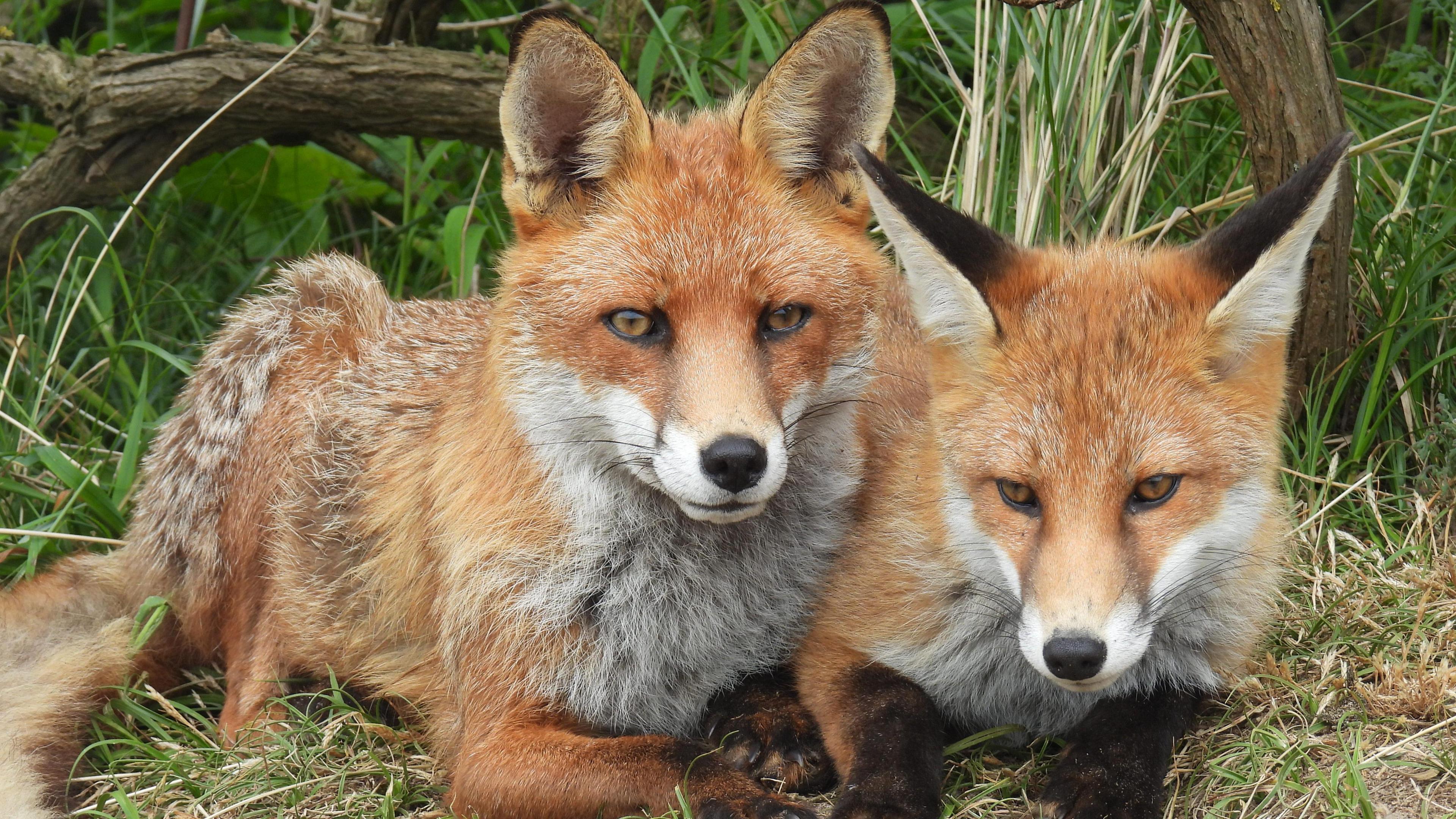 An urban fox and cub huddled together in Aberdeen