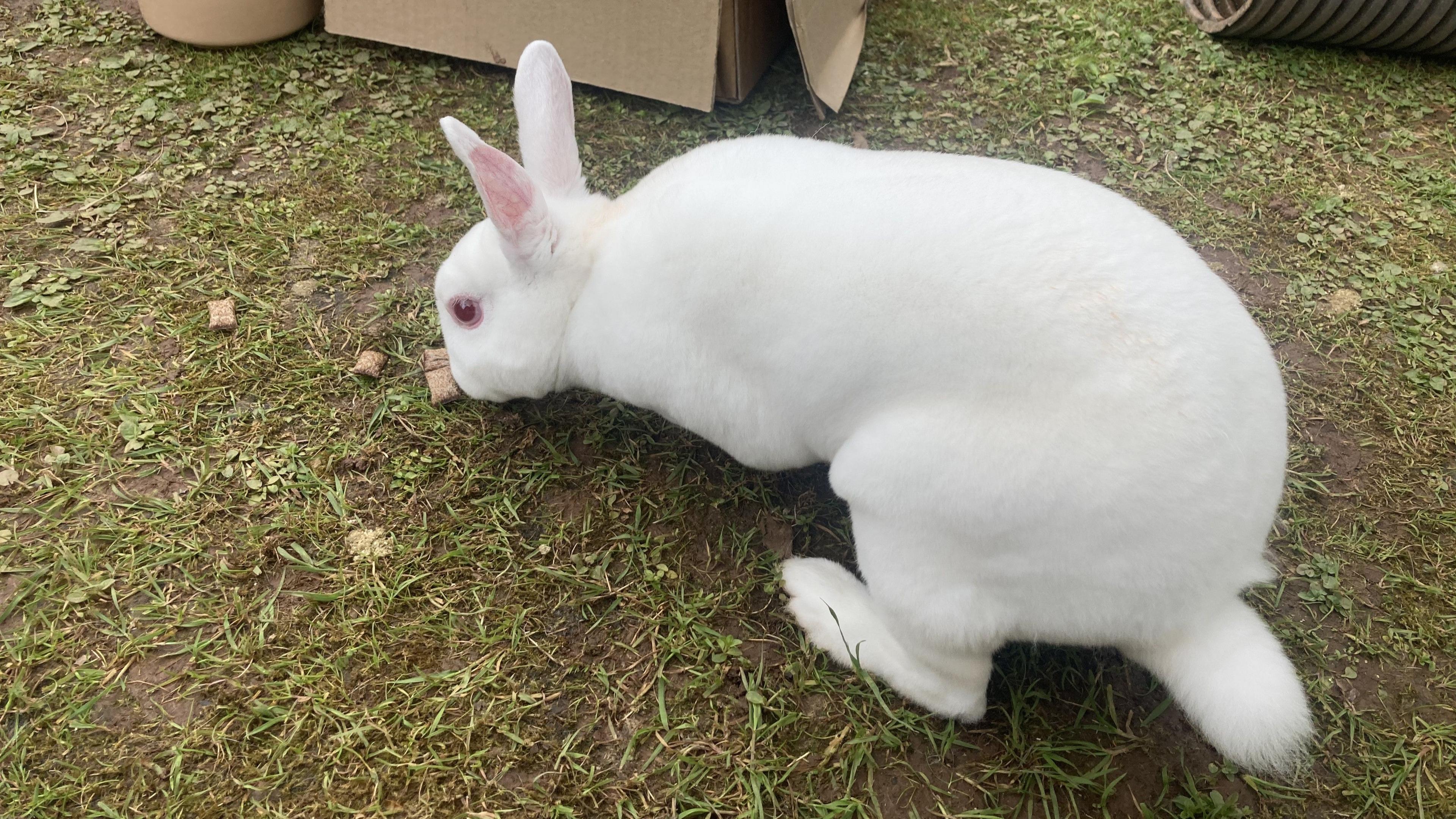 A white rabbit on some grass sniffing a treat.