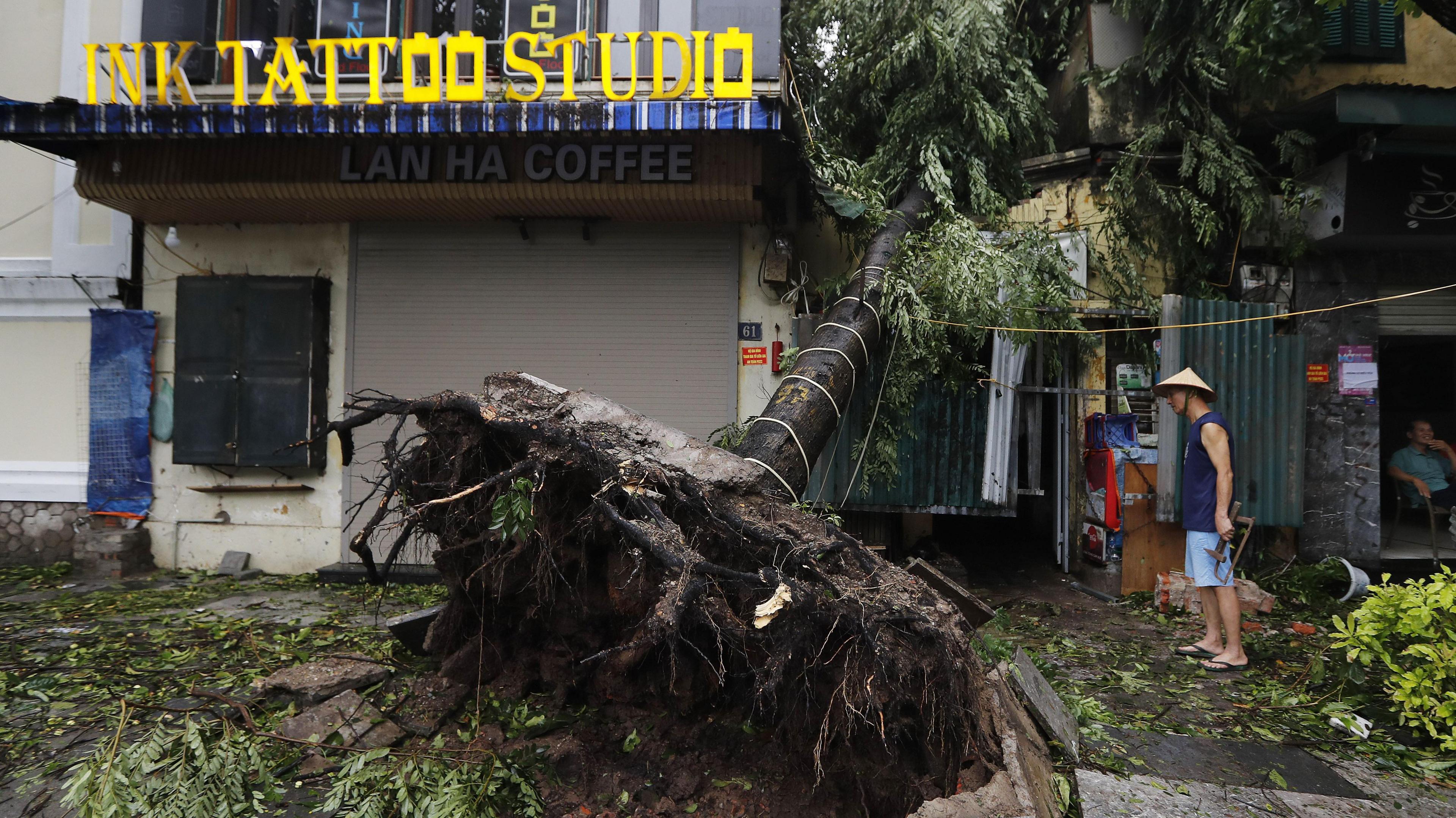 A tree is uprooted after Yagi struck