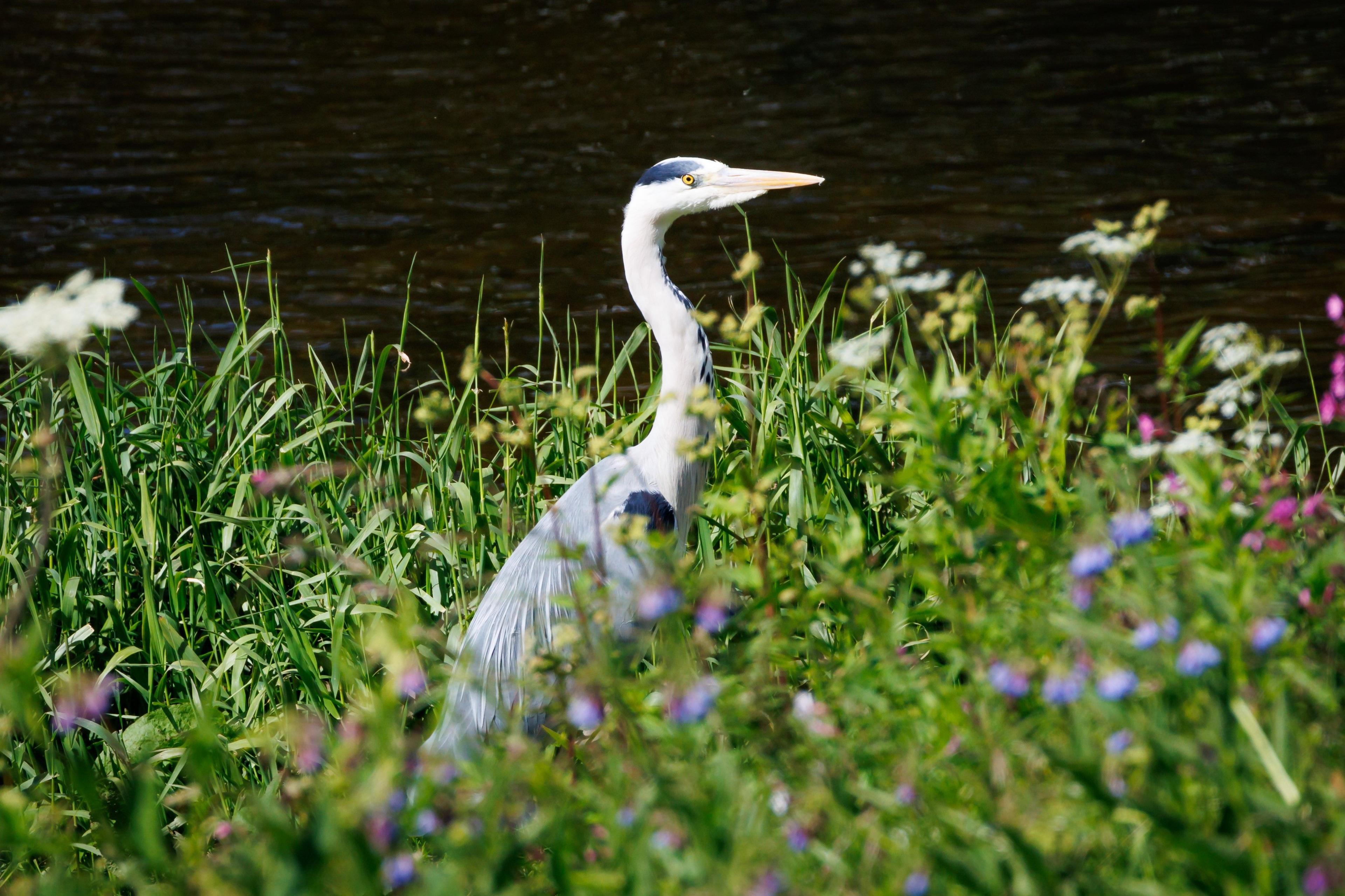 Heron on the River Tweed in Kelso