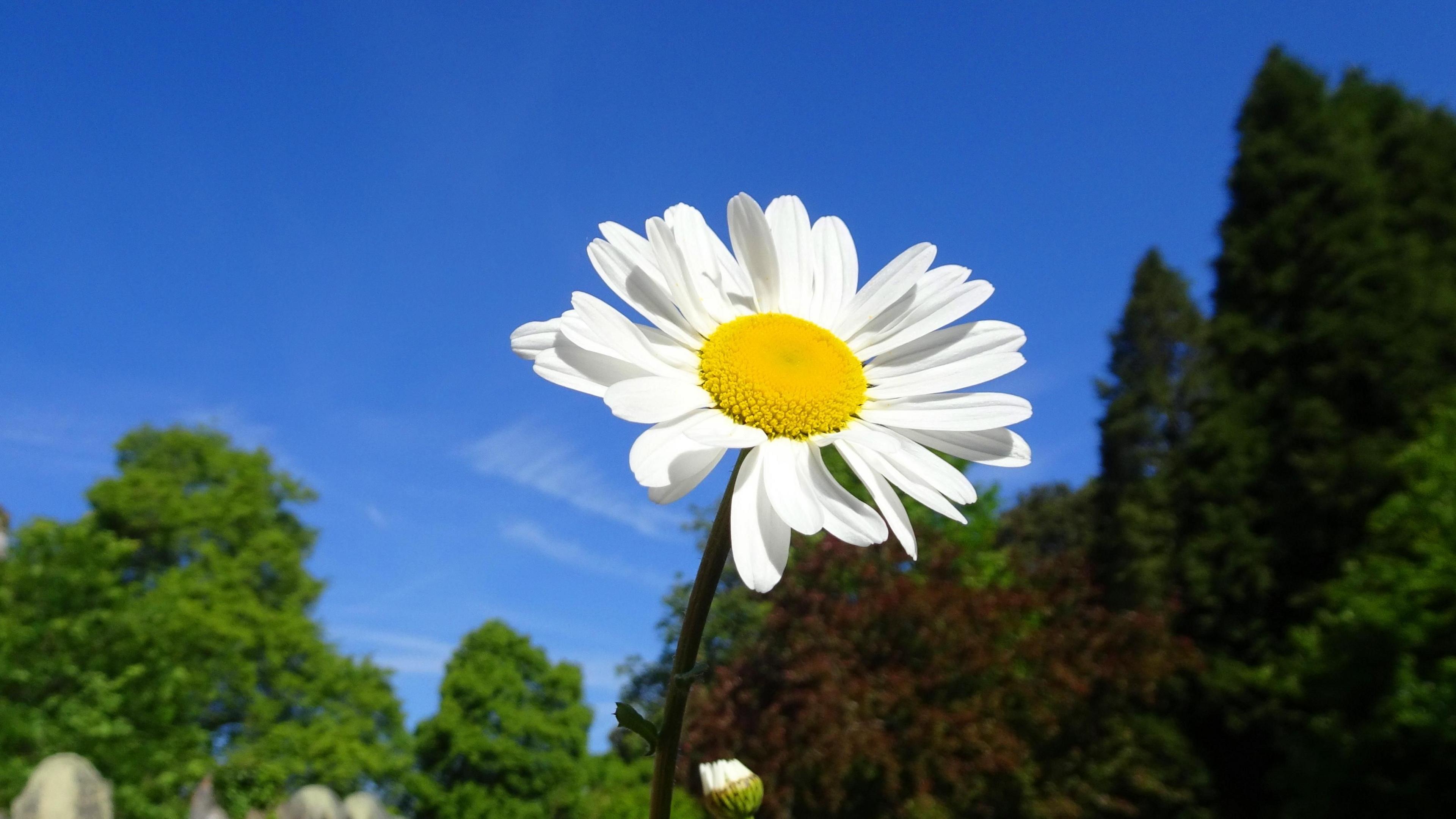 A daisy stands tall beneath a bright blue sky 