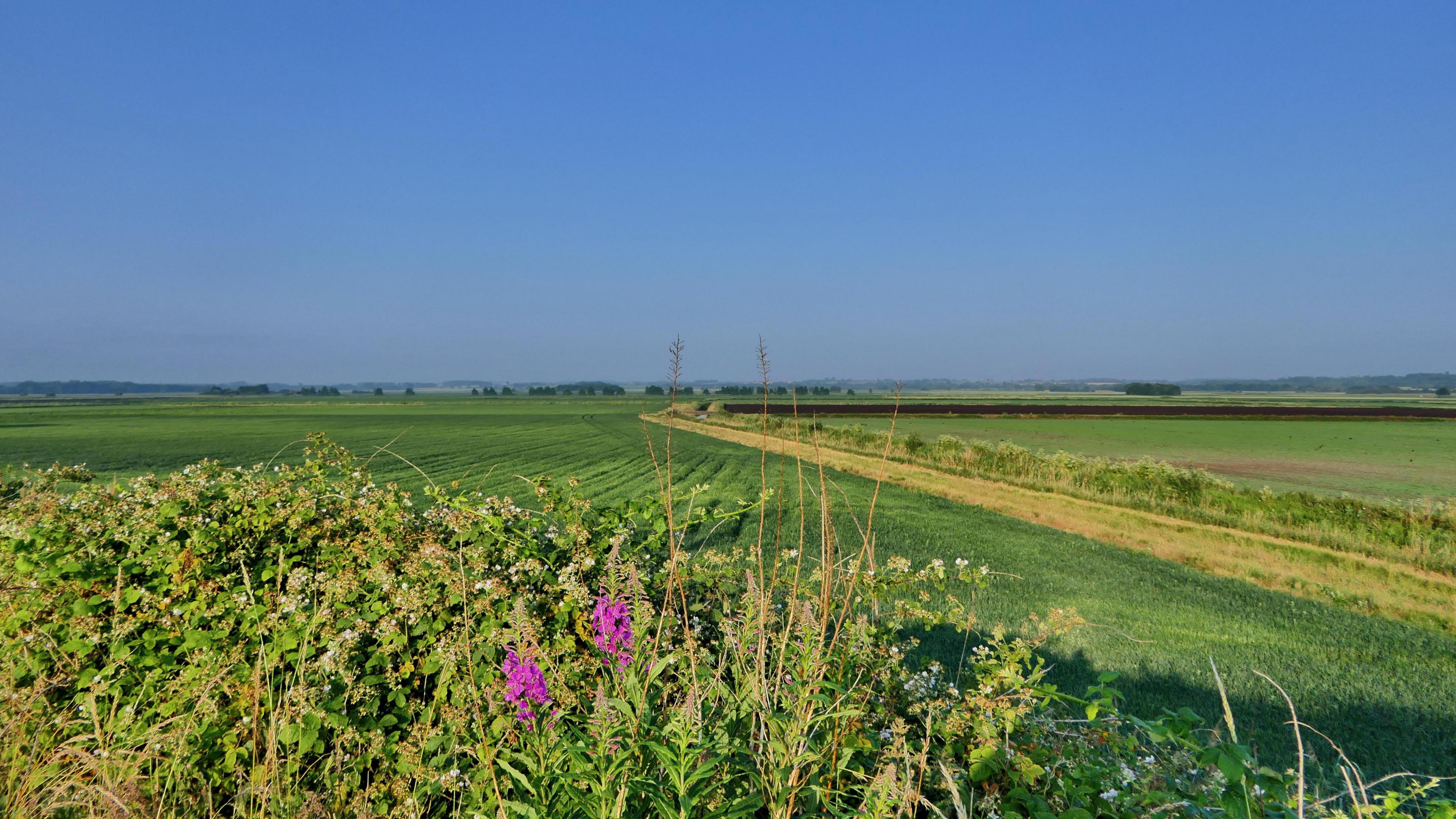 A landscape image of green fields against a blue sky. Bushes with two pink flowers can be seen in the foreground.