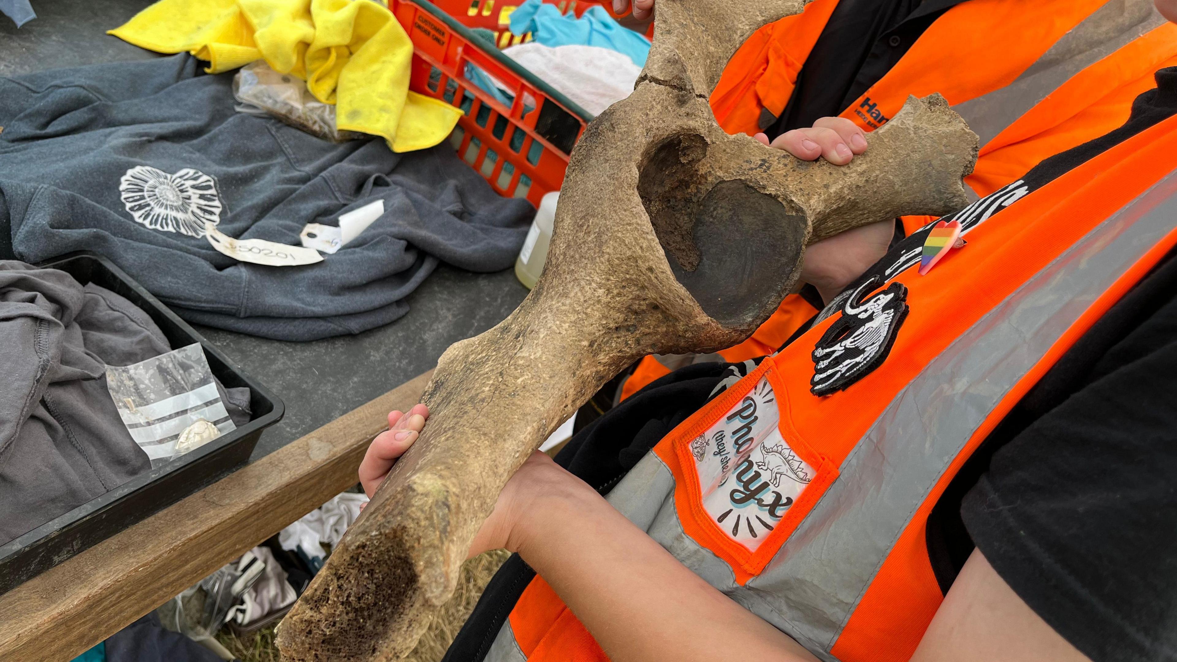 A large old bone, which would once have belonged to a mammoth, is being held by two people, one holds a small piece that had broken off. Can only see the hands of the people and their tops, including orange high-viz vests.