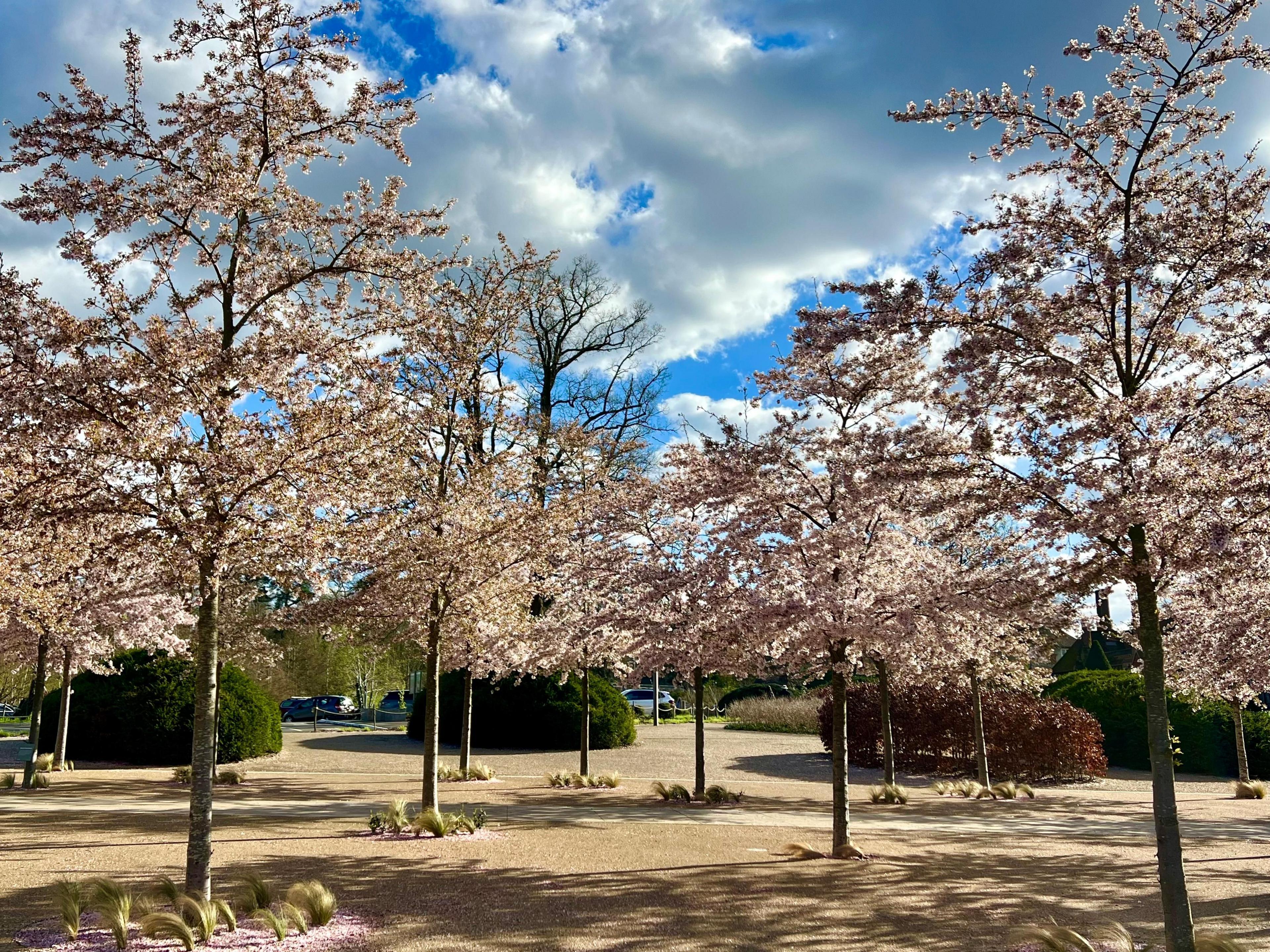 Cherry blossom trees beneath partly cloudy skies 
