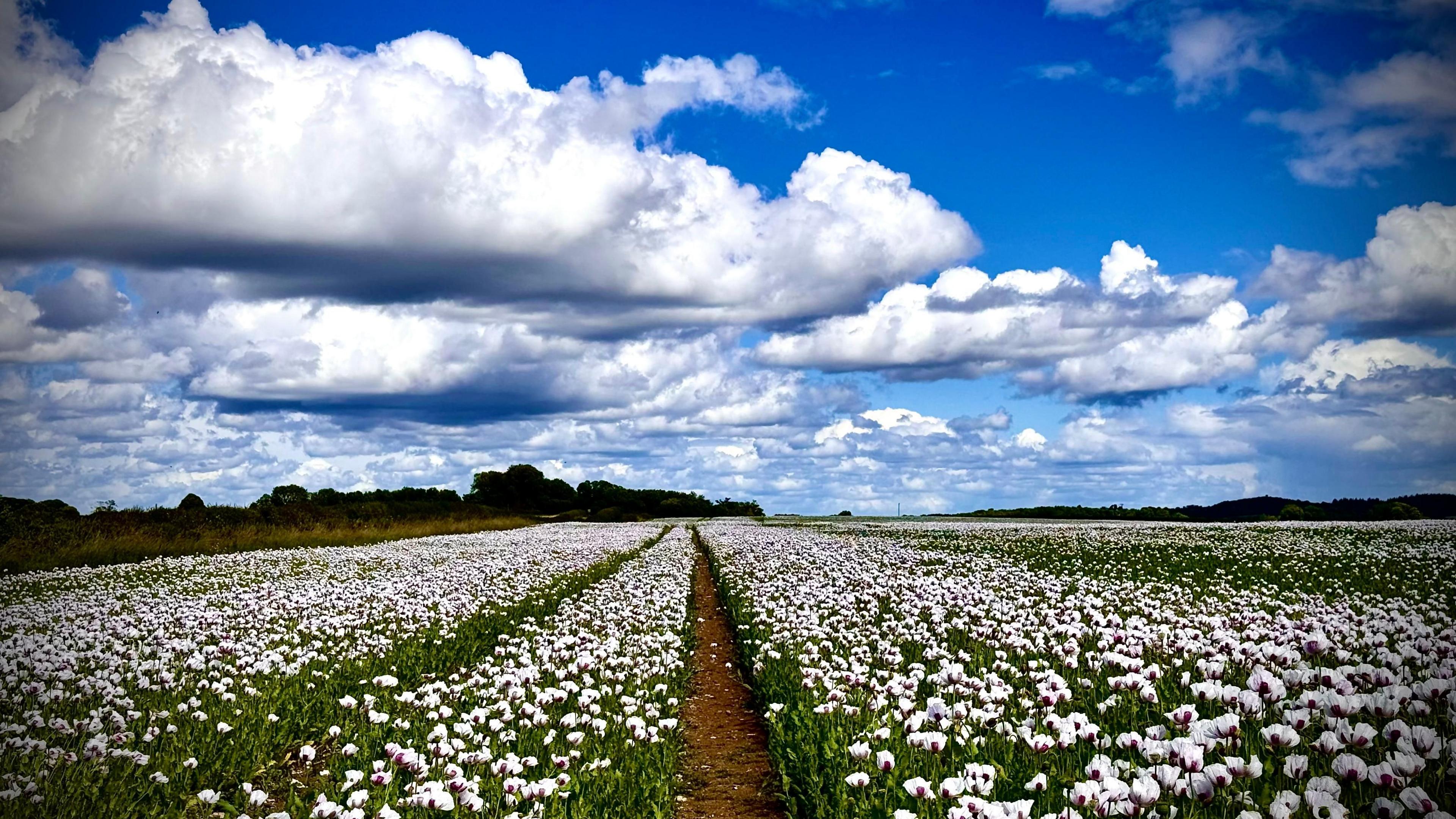 THURSDAY - A field of white poppy flowers on green stalks. There is a path through the poppies in the centre of the field. On the left side is a green hedge and there is a row of trees on the horizon. Overhead there is a blue sky with white fluffy clouds