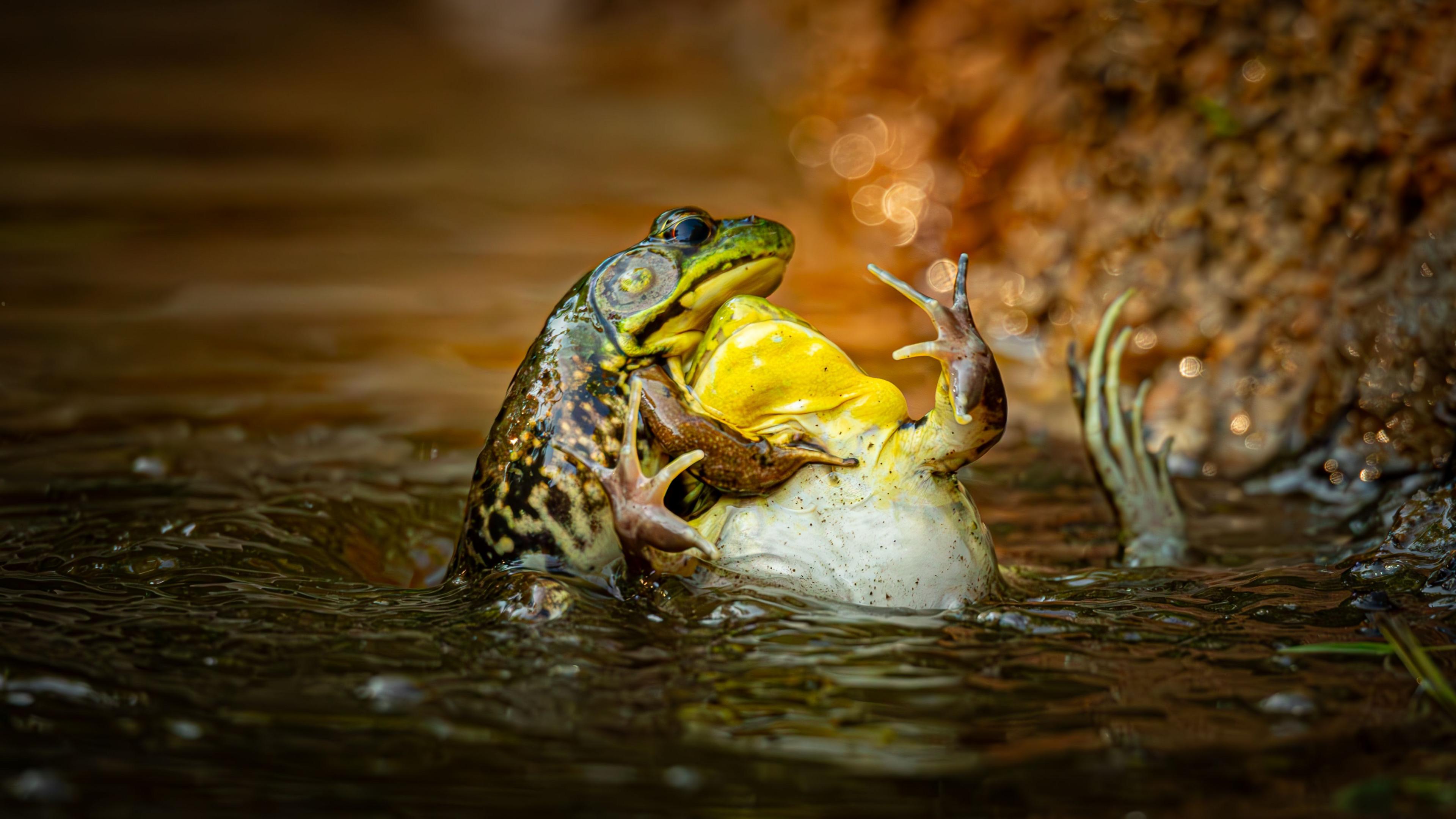 Two frogs are in a stream of water. One looks like it is baptising the other.