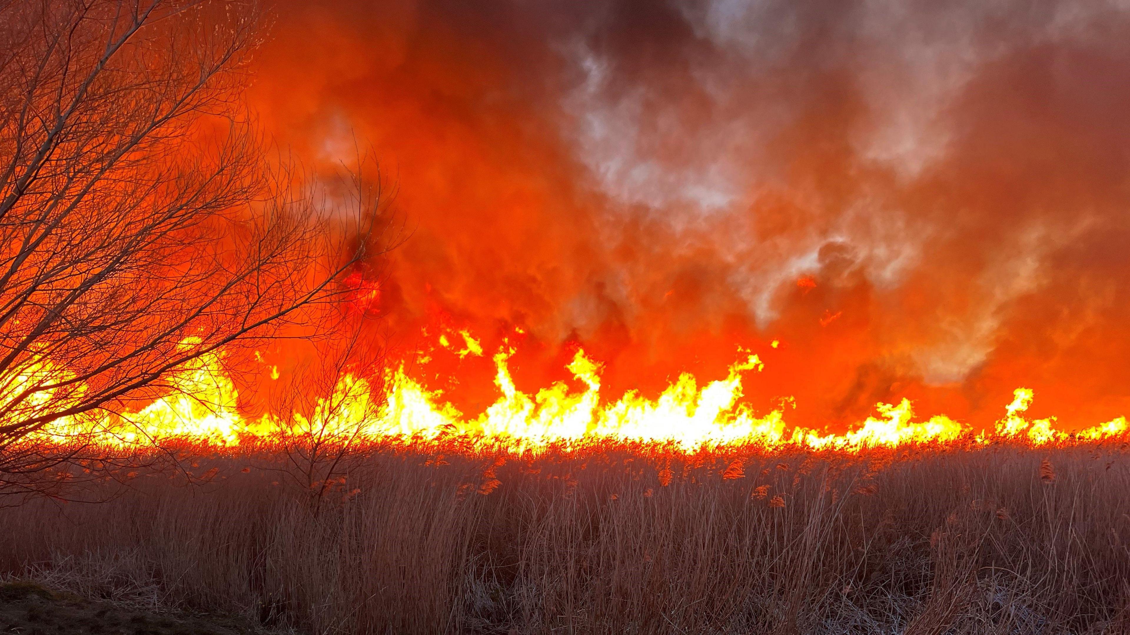 Flames across the reedbed 