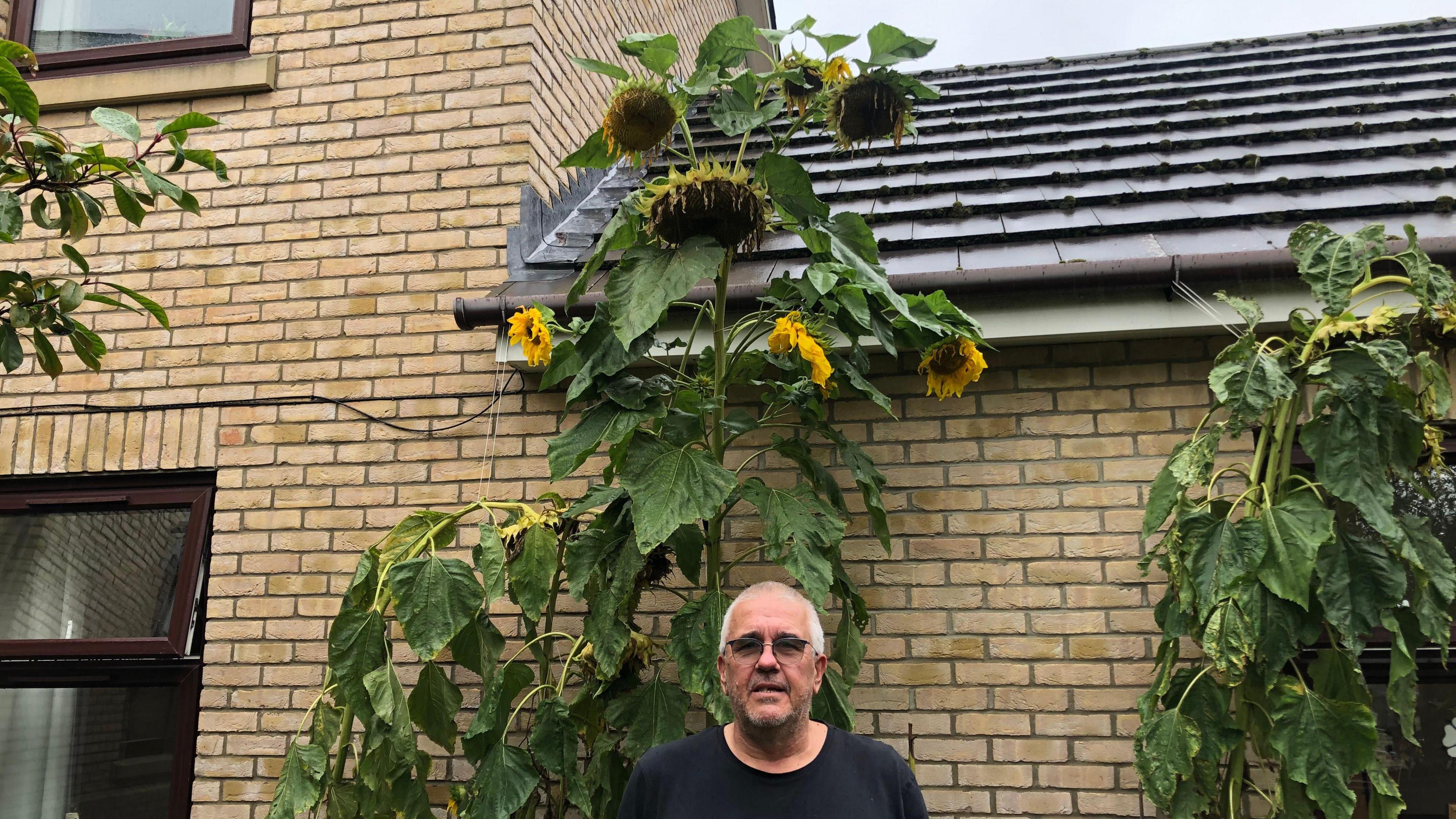 Guy Tyers, 56, with a stubbly unshaven face, short cropped grey hair and dark tinted glasses he has a black t-shirt and is in front of abuilding in the communal garden at the Fairhaven care home in Soham with his 3.6m tall sunflower, which he talks to, to encourage growth behind him.