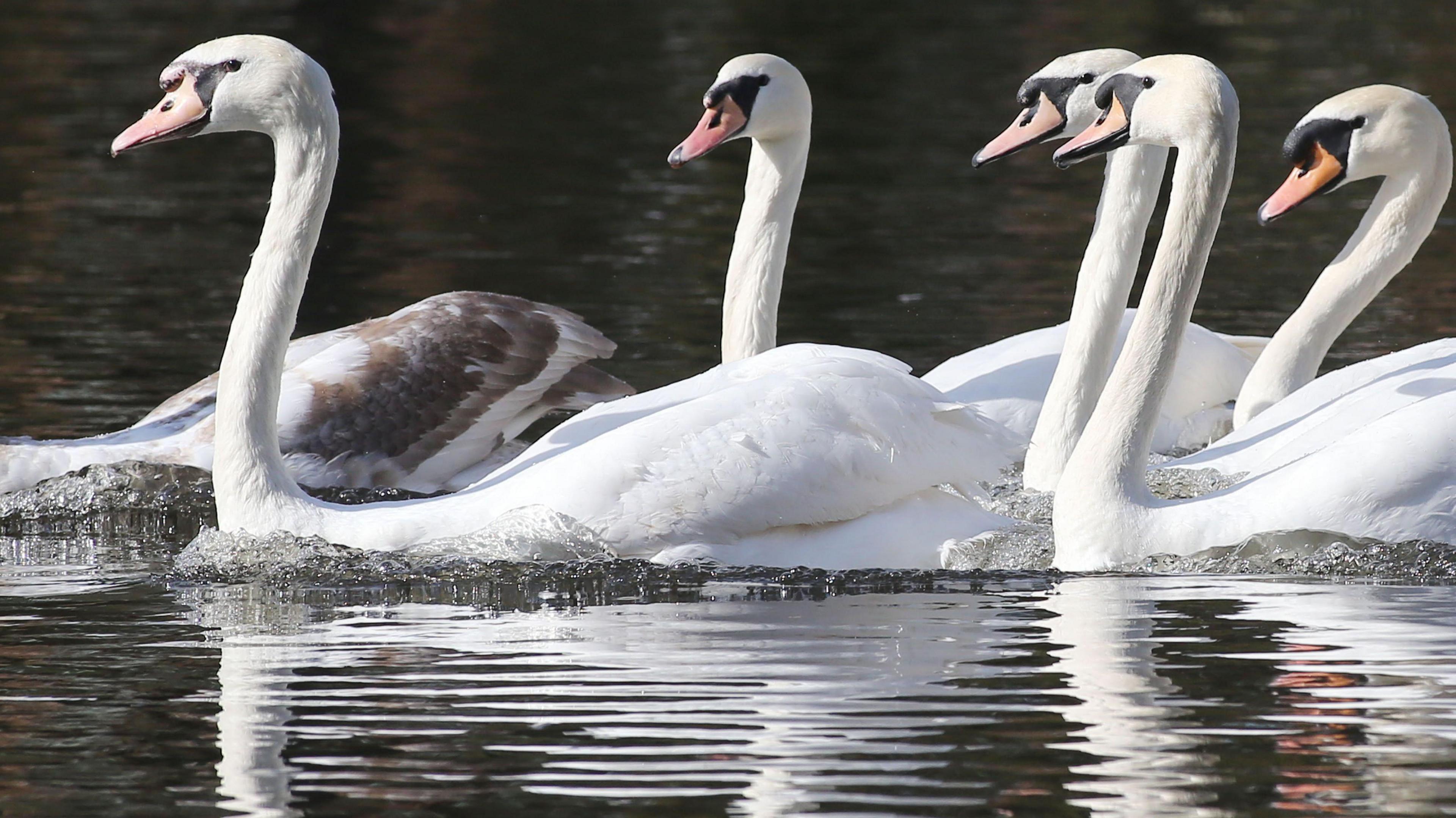 A number of mute swans swimming on water.