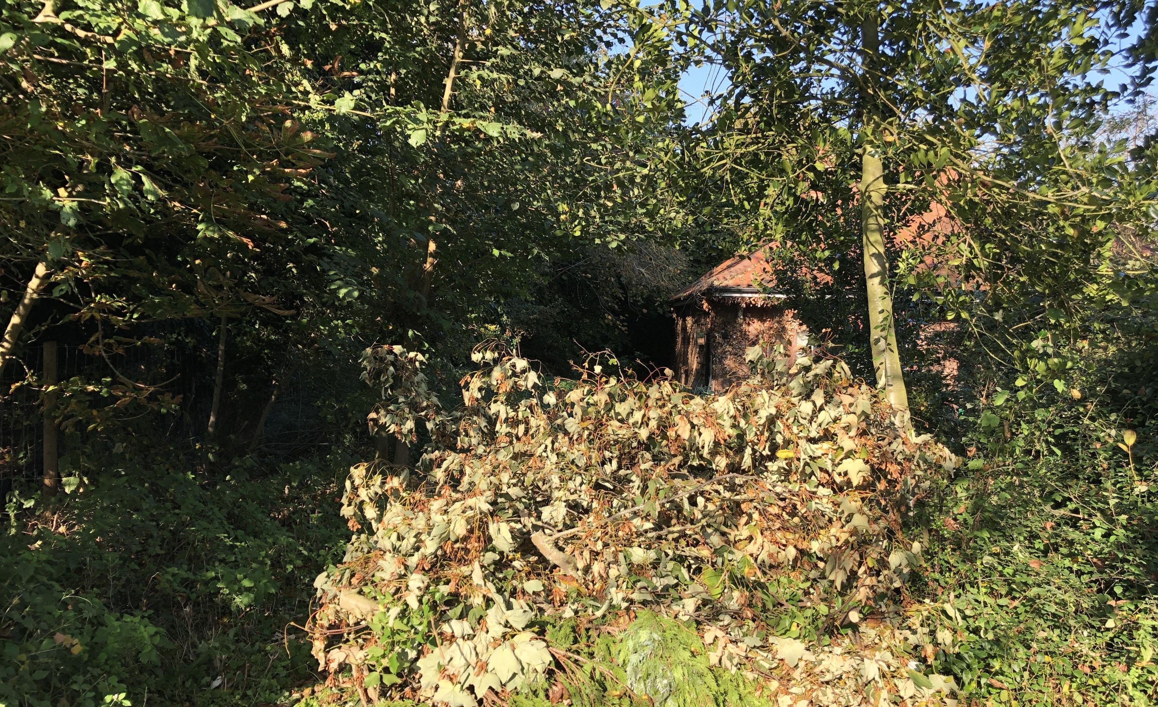 A pile of fly-tipped green garden waste and branches can be seen surrounded by tree and shrubs 