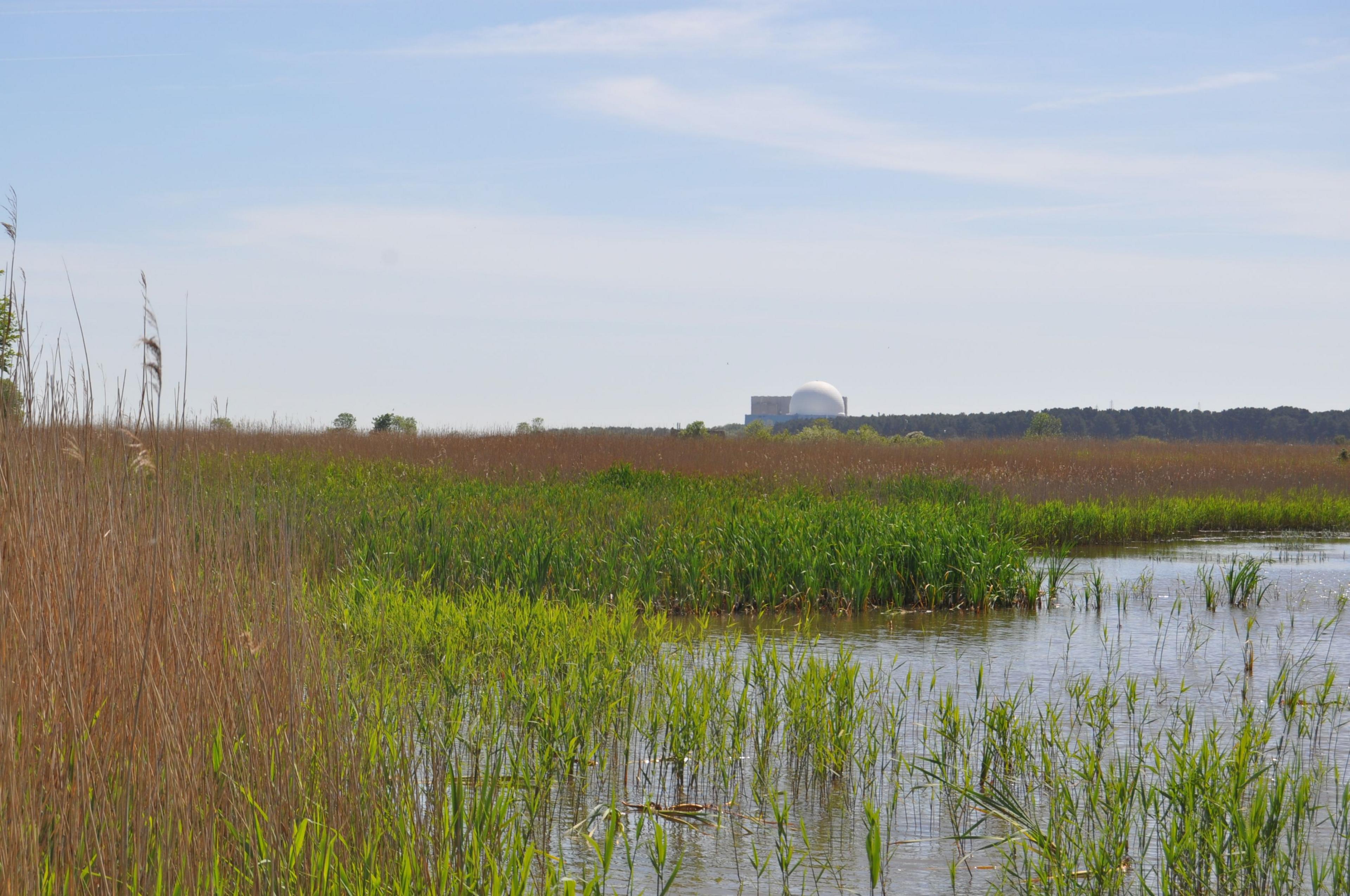 The white dome of Sizewell B nuclear power station on the horizon, with lagoons and water plants of RSPB Minsmere in the foreground