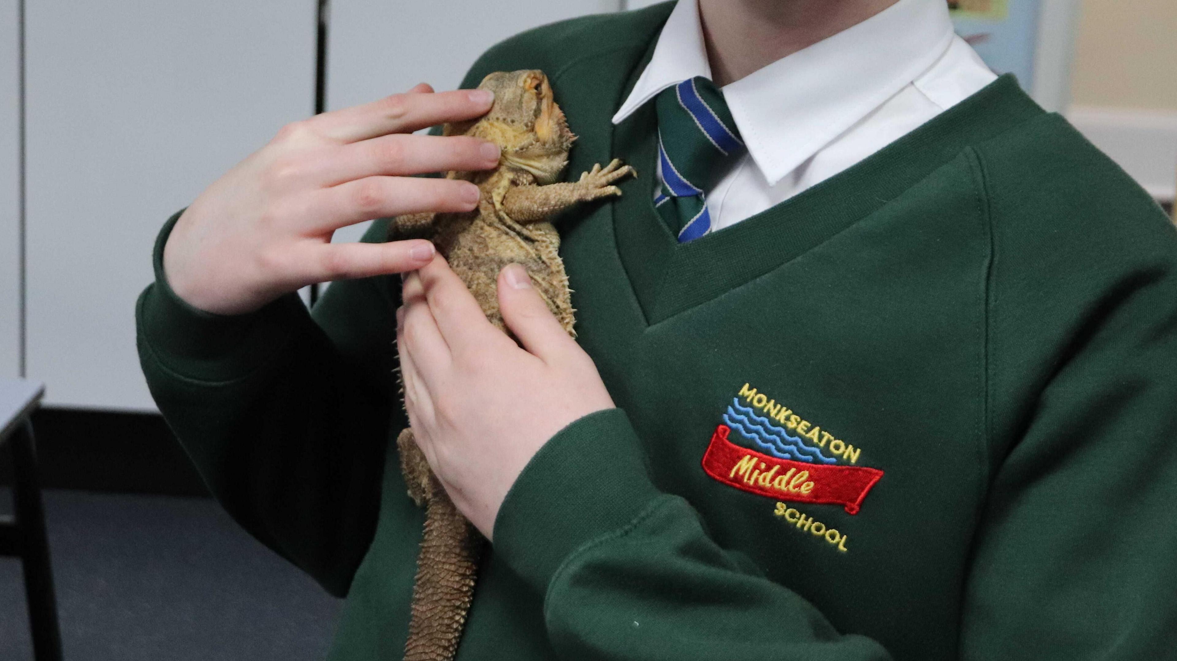 A young boy, wearing a green jumper which has a badge on, that says Monkseaton Middle School on, is holding a bearded dragon on his chest.