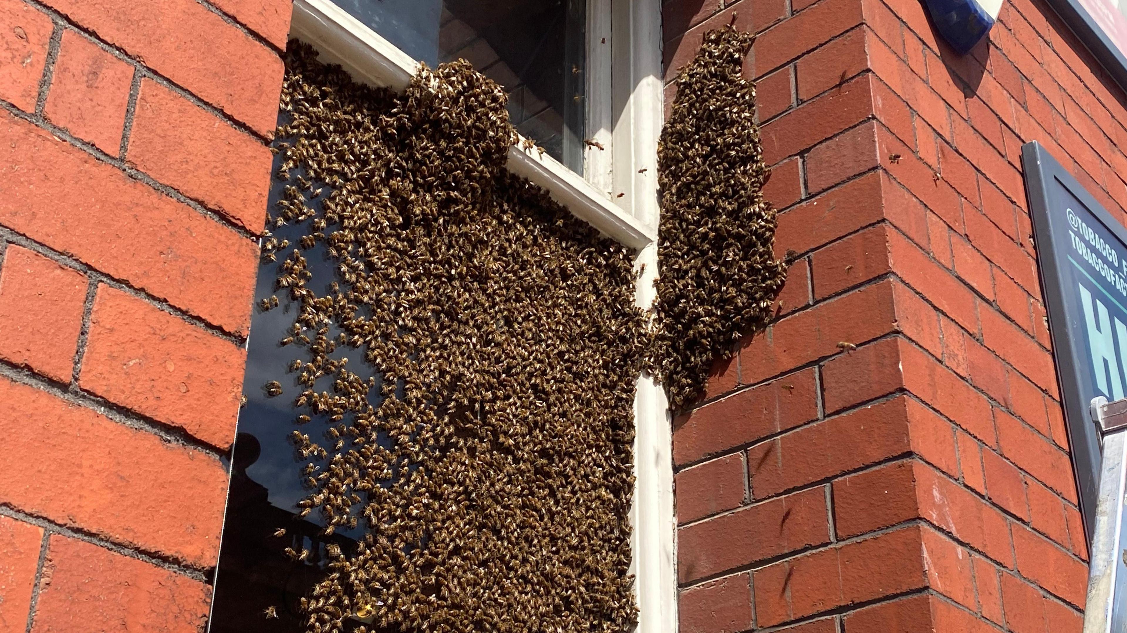A swarm of bees on the window of the Tobacco Factory, they are all clustered around the top right hand corner with a small second patch on the red bricks next to it