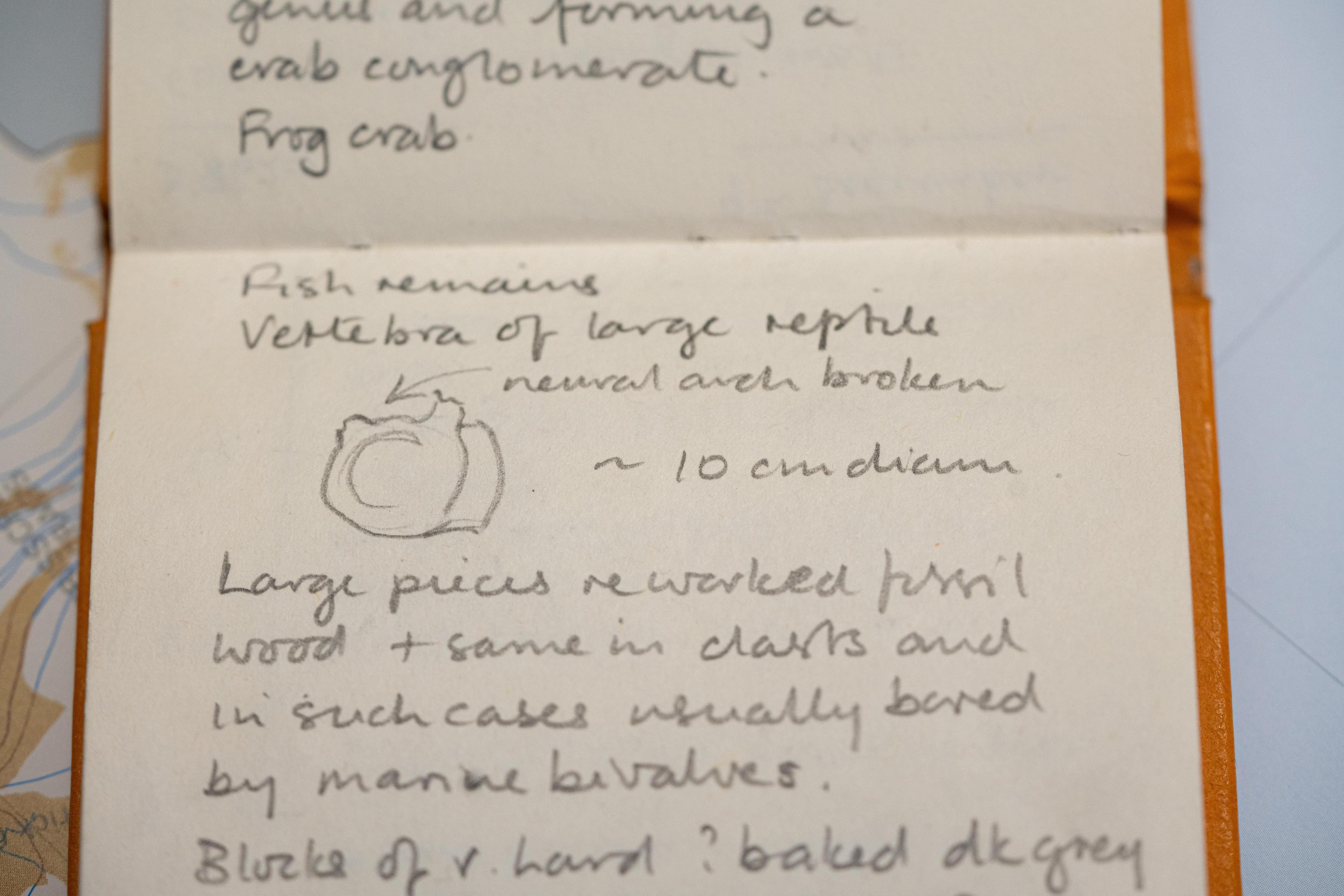 The notepad showing the drawing and description of the piece of bone 