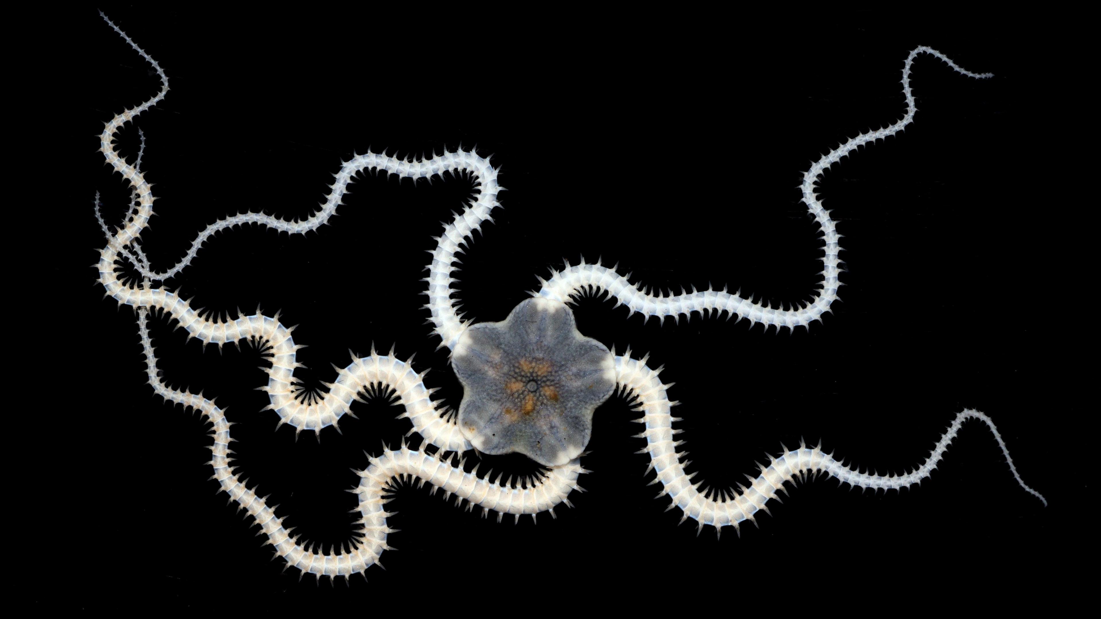 A creature called a brittlestar. It has a grey, star-shaped body with orange segments in the middle, and five long legs with nodules like a centipede 