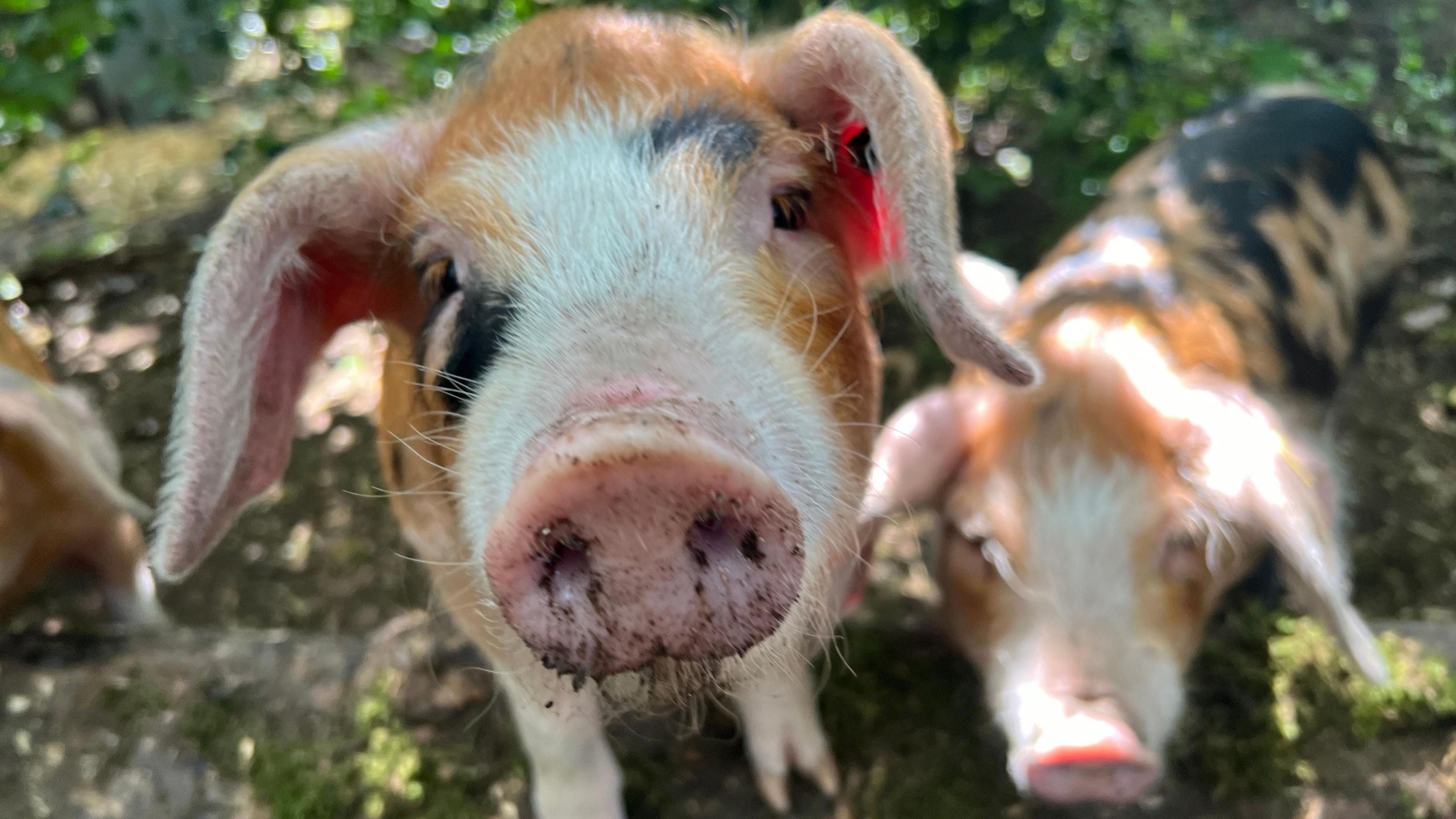 Close-up of two Sandy and Black piglets in woodland 