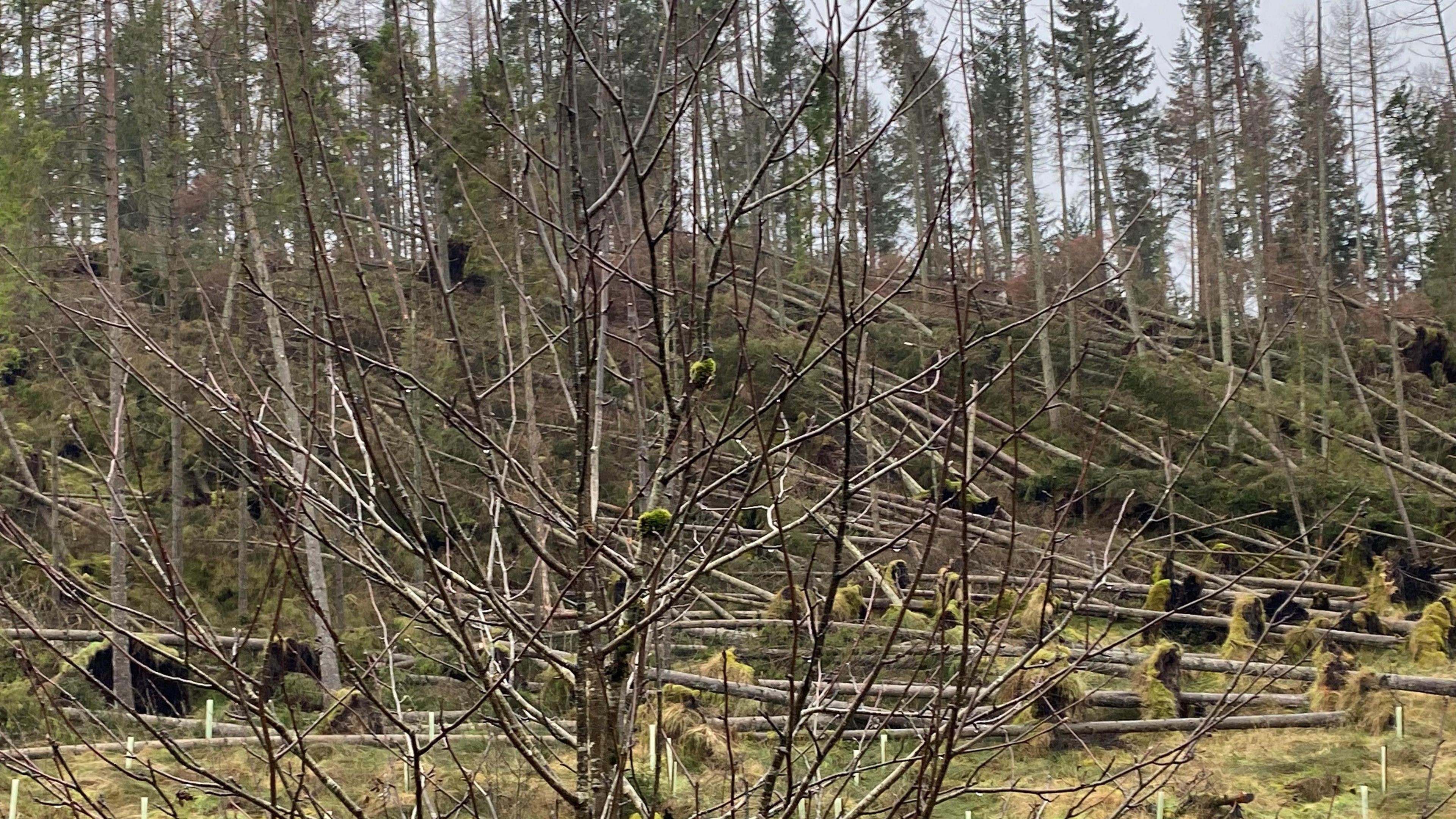 A bank of trees with dozens on their side and just a few left standing 