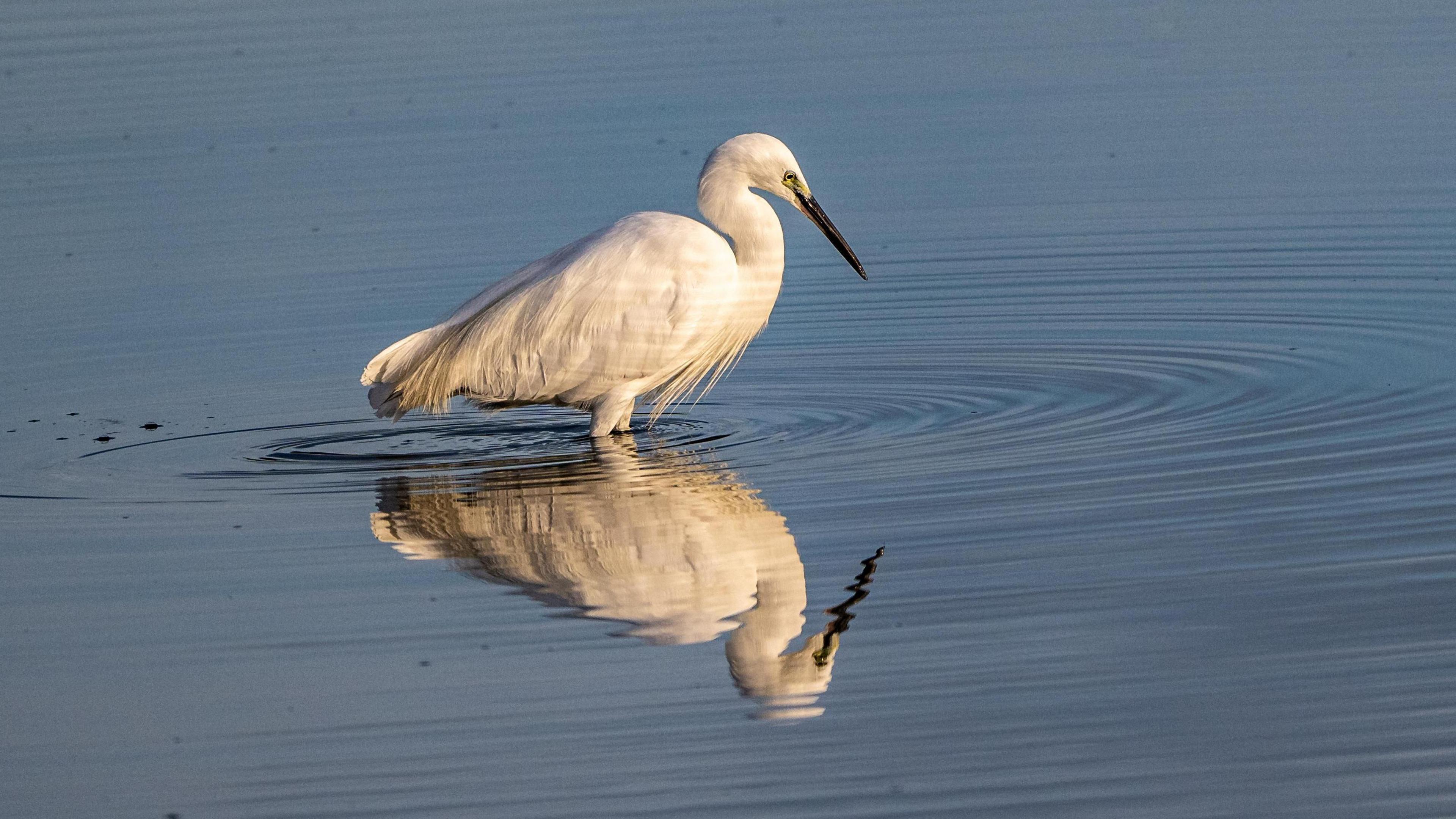 A little egret is reflected in the shallow water it stands in. The ripples cast stripes on the bird in return.
