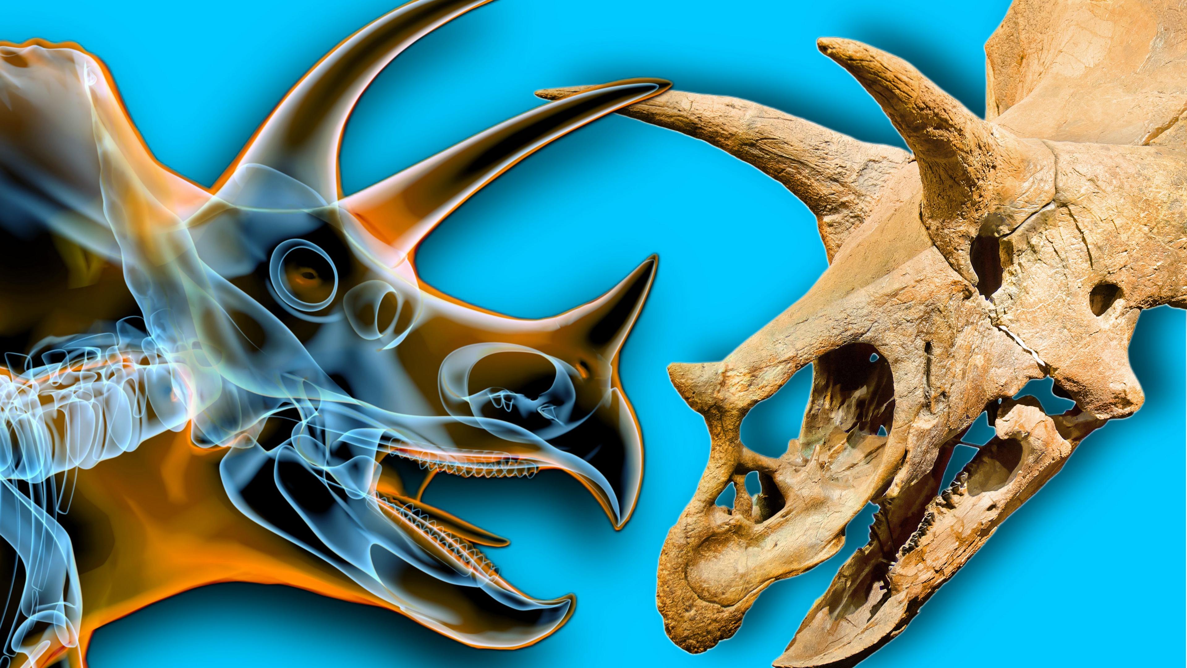 An image showing a triceratops as if it had been X-rayed with its bones showing underneath its body, next to a fossilised triceratops skull. 