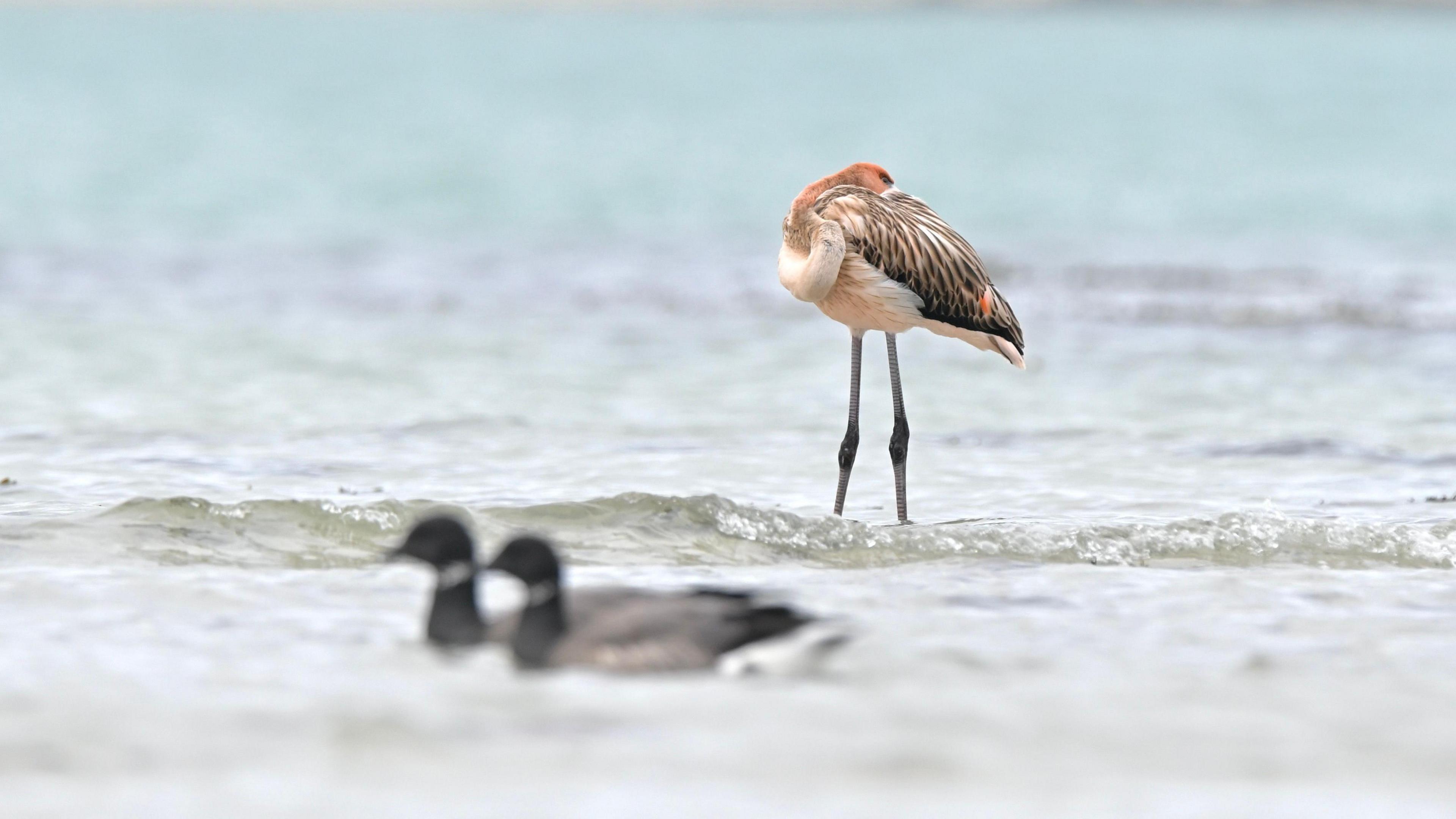 A flamingo stood sleeping in shallow waters, with two geese in the foreground