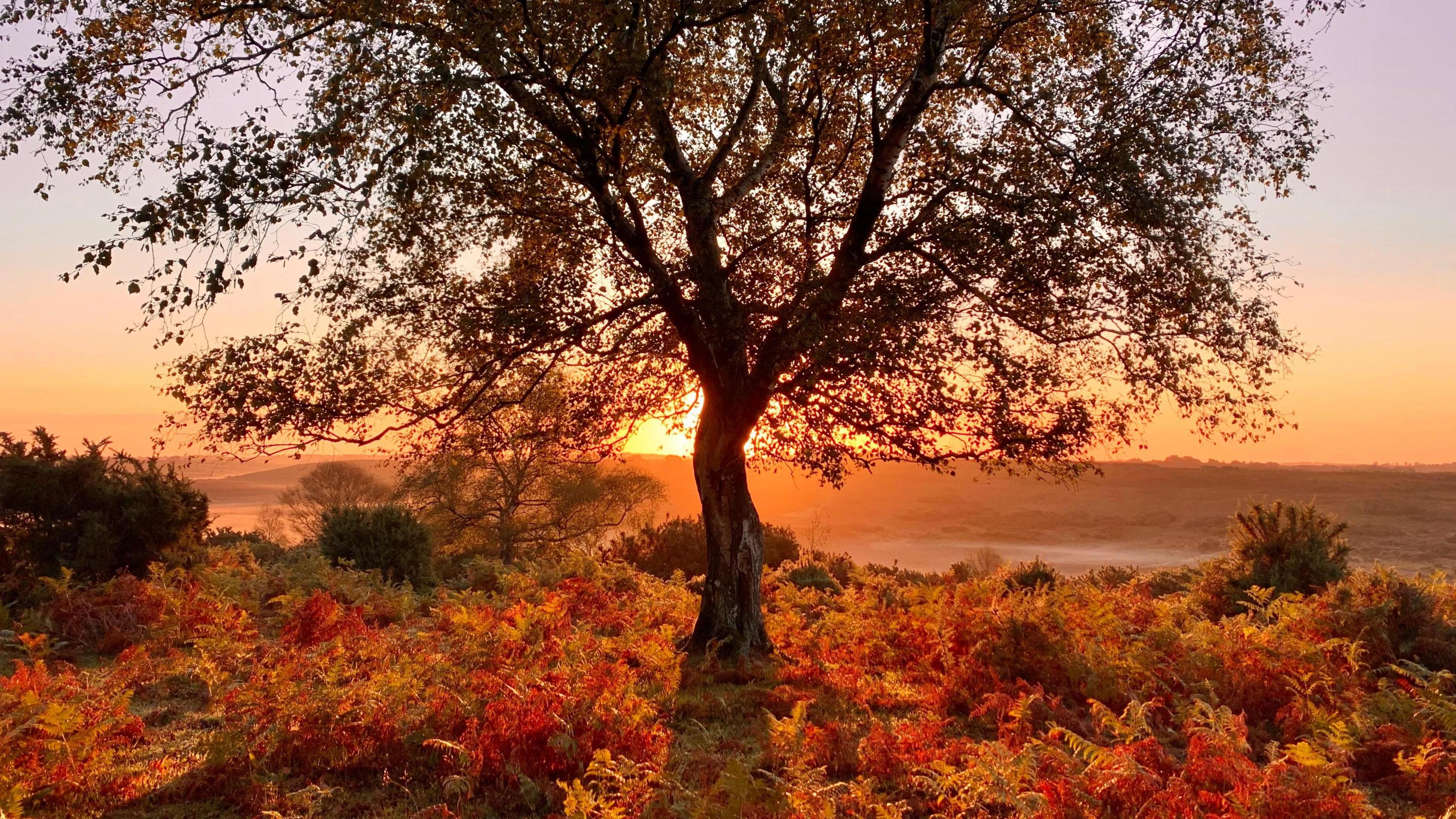 A single oak tree stands tall in front of a rising sun. The early light shines with a golden hue which highlights and brown shades of bracken among dark green gorse bushes.